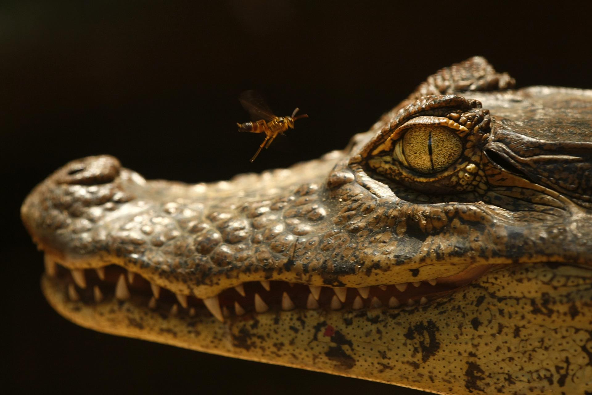 Detalle del rostro de un caimán, imagen de archivo. EFE/Jeffrey Arguedas
