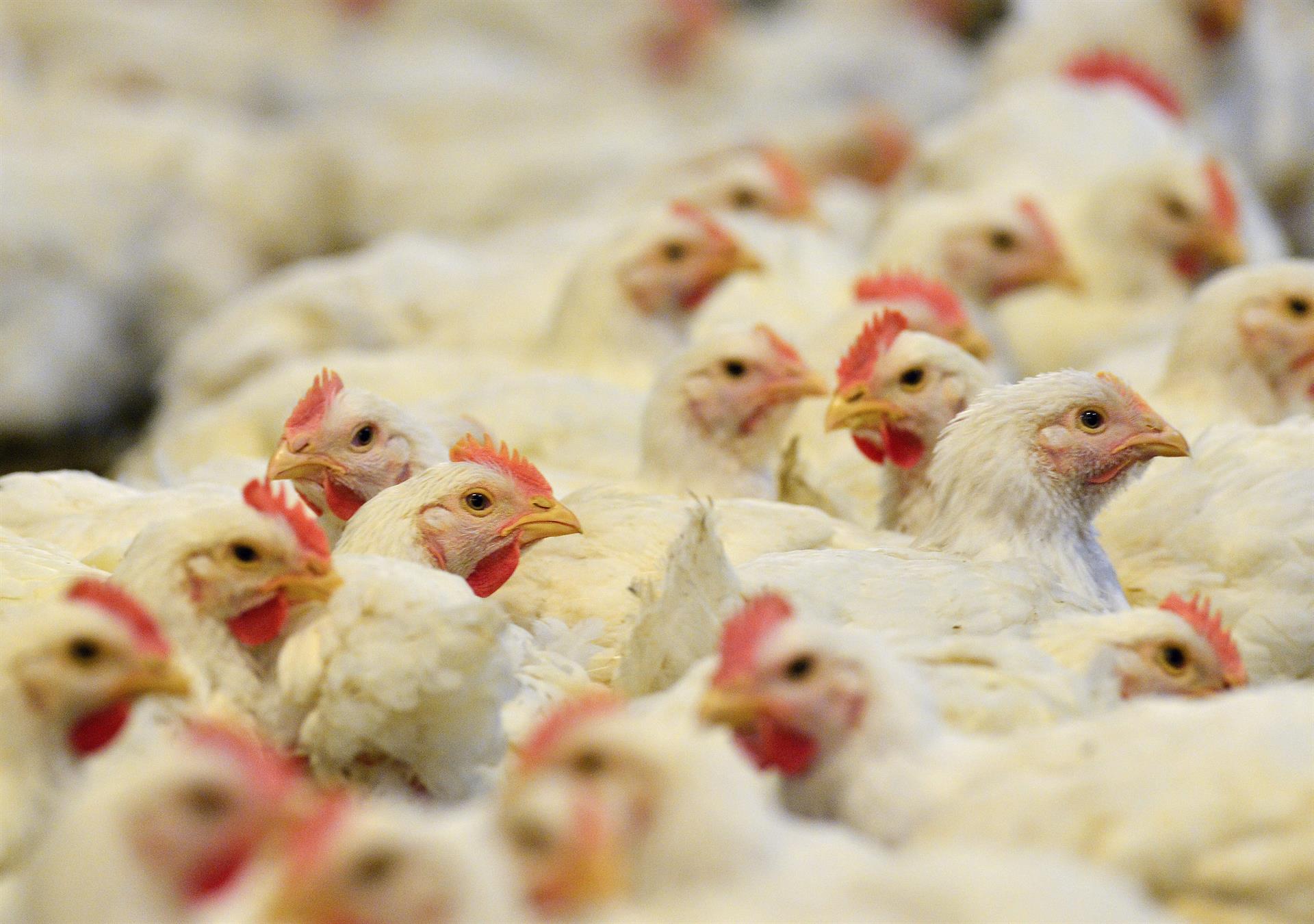 Varios pollos se alimentan en una granja en Estados Unidos. EFE/Erik S. Lesser
