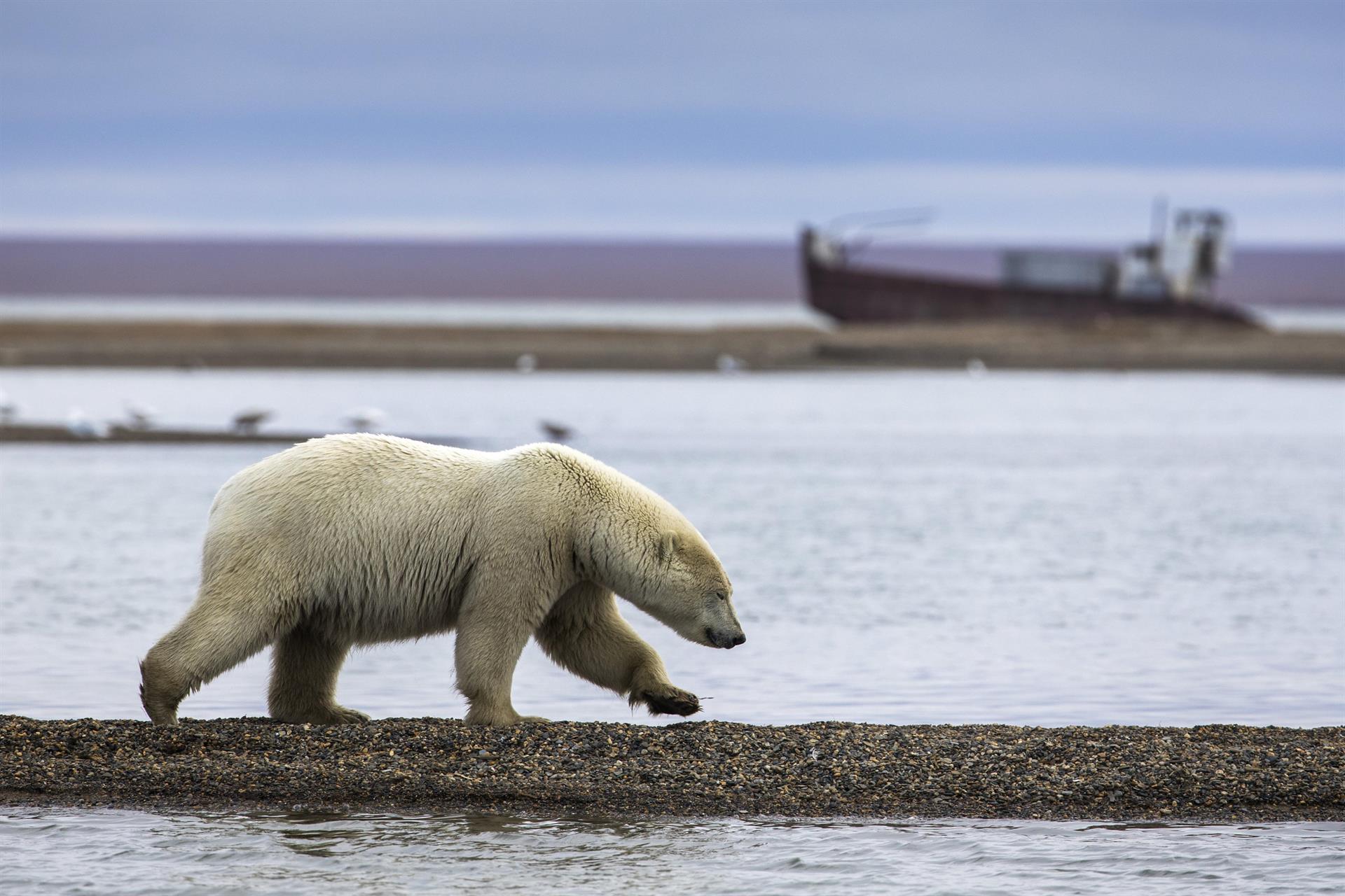 Un oso polar camina por un banco de arena tras alimentarse con los restos de ballenas de Groenlandia cazadas legalmente durante la pesca anual de subsistencia que se realiza en la localidad de Kajtovik, en el estado de Alaska (Estados Unidos). EFE/Jim Lo Scalzo
