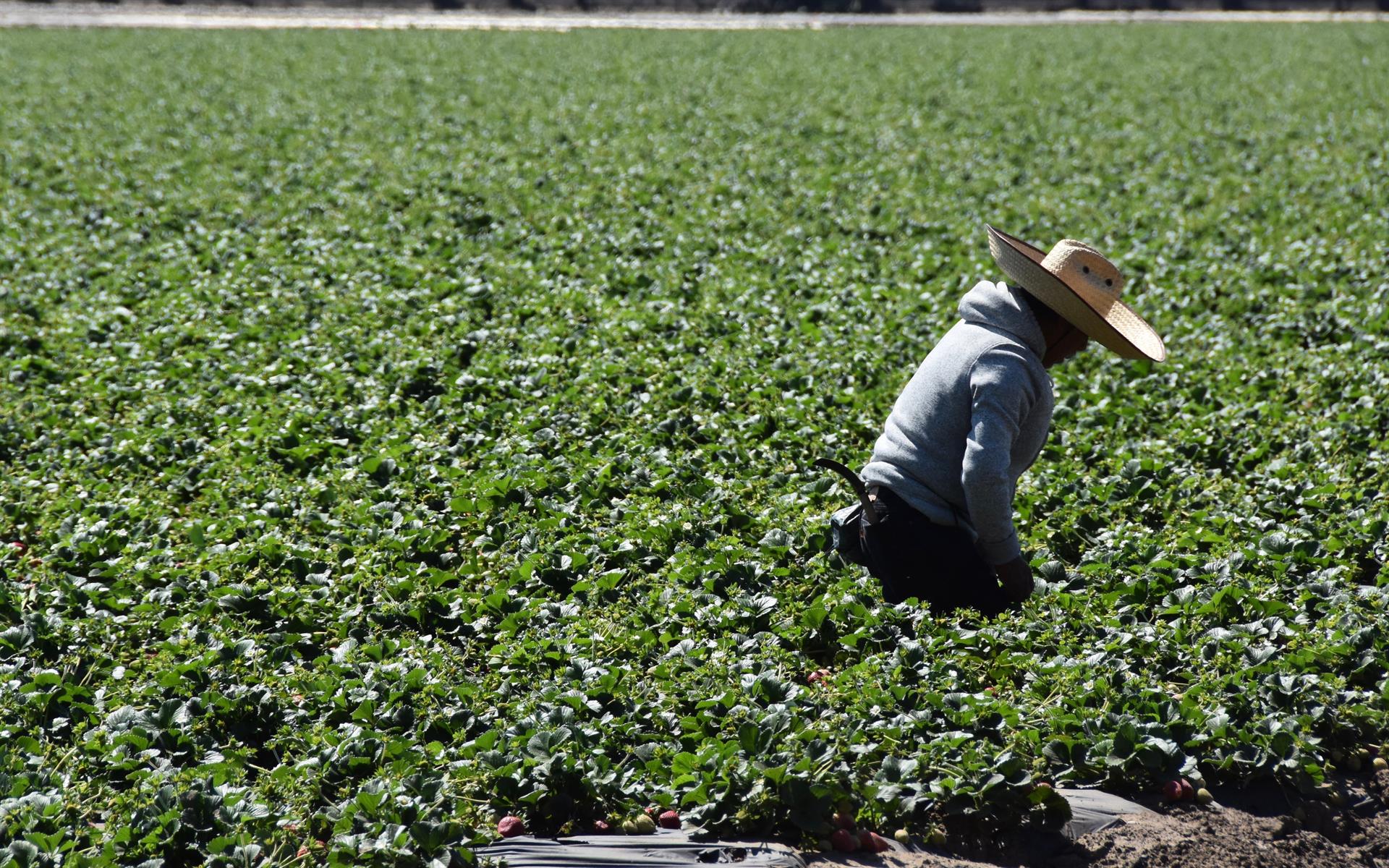 Fotografía de archivo donde aparecen unas personas mientras trabajan en un cultivo de fresas, en Oxnard, California (EE.UU), imagen de archivo. EFE/ Iván Mejía
