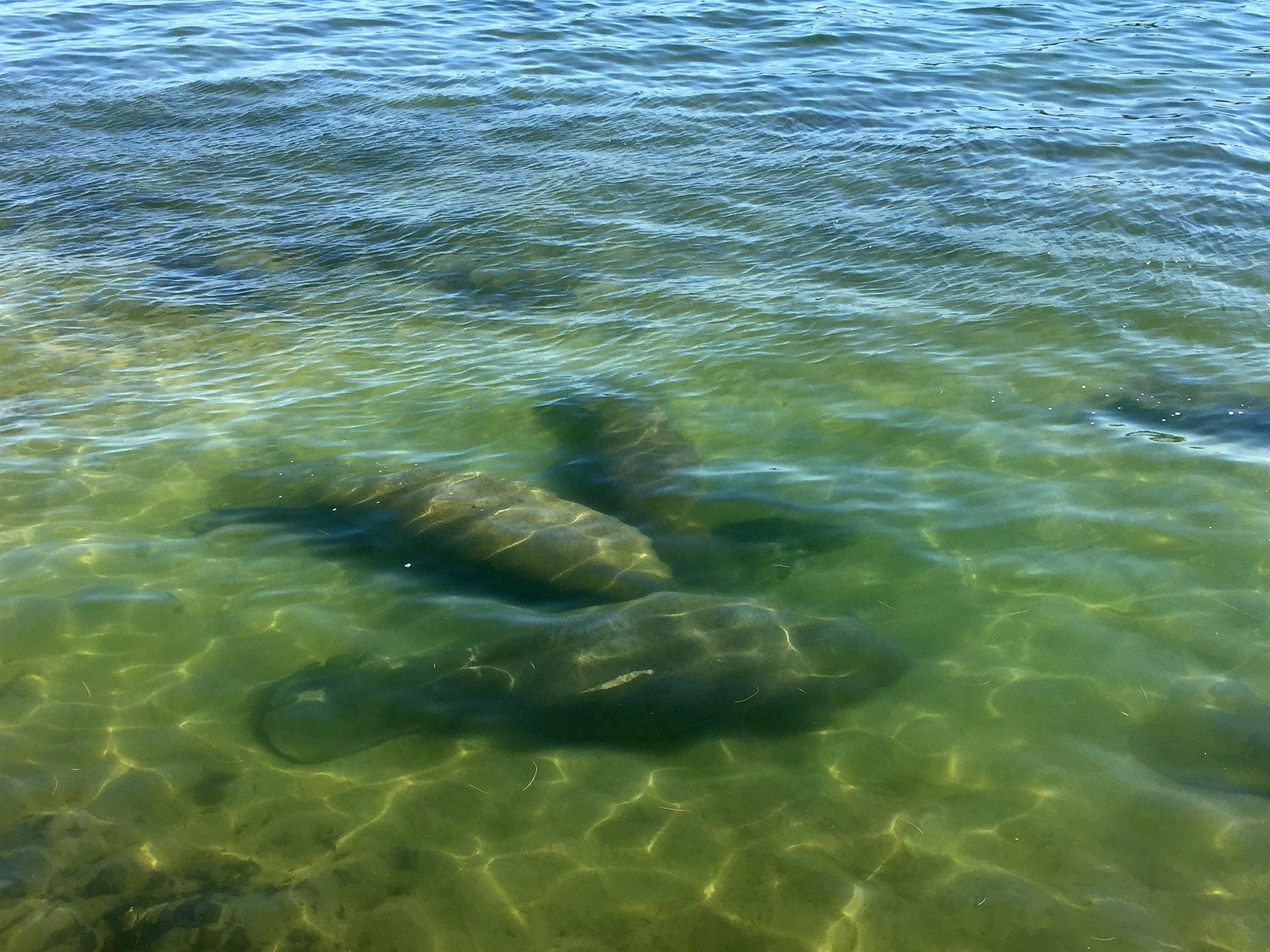 Fotografía sin fecha donde aparecen unos manatíes nadando en las orillas de la bahía de Miami, Florida (EE.UU.). EFE/Ana Mengotti
