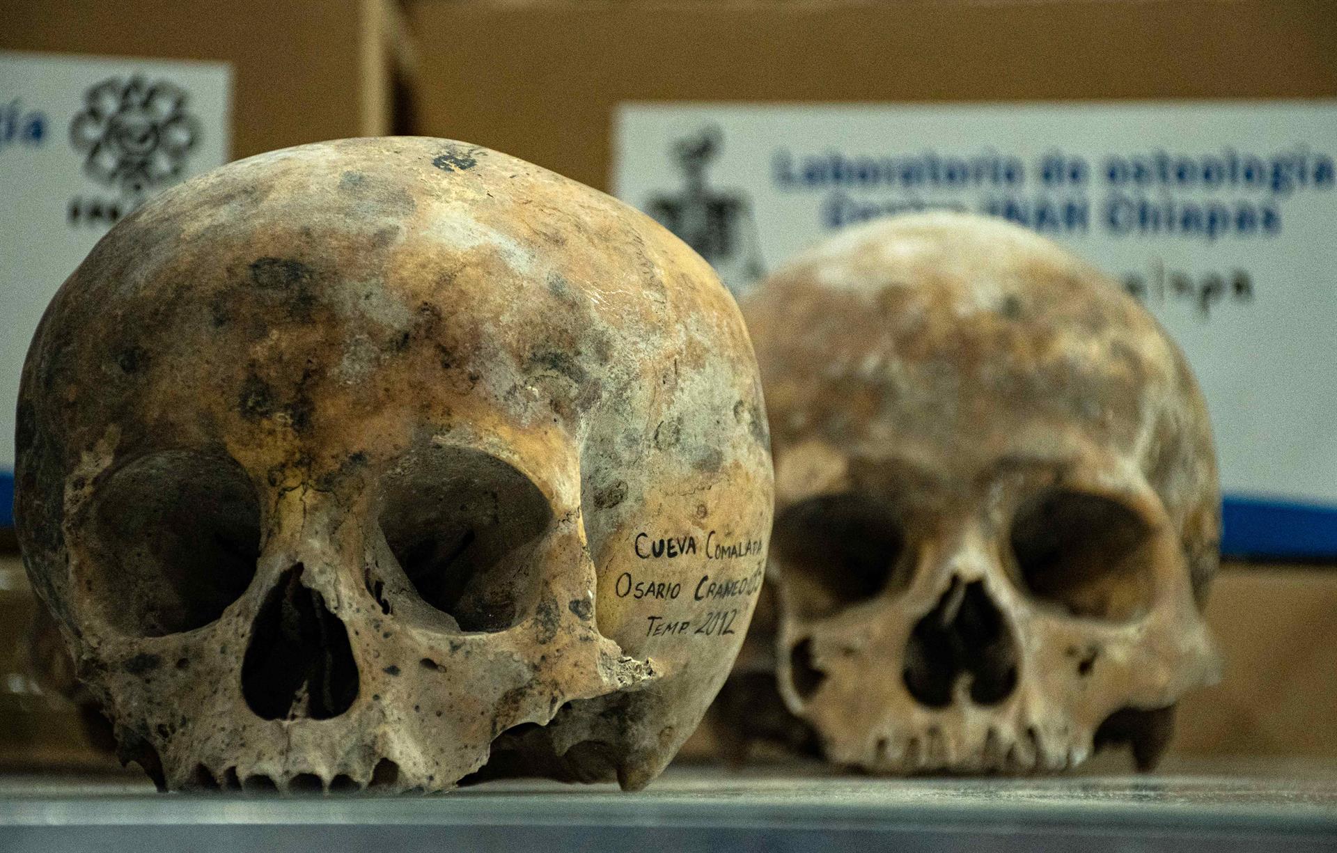 Vista de cráneos que son examinados por investigadores del Instituto Nacional de Antropología e Historia (INAH), el 9 de mayo de 2022 en el municipio de Tuxtla Gutiérrez, estado de Chiapas (México). EFE/Carlos López
