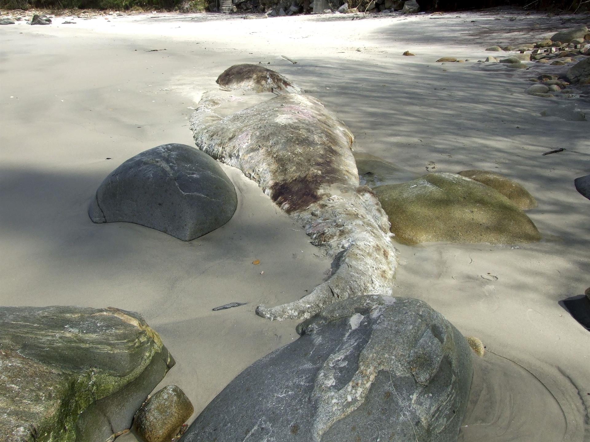 Vista de un cachalote varado en una playa, imagen de archivo. EFE/Julio Santos
