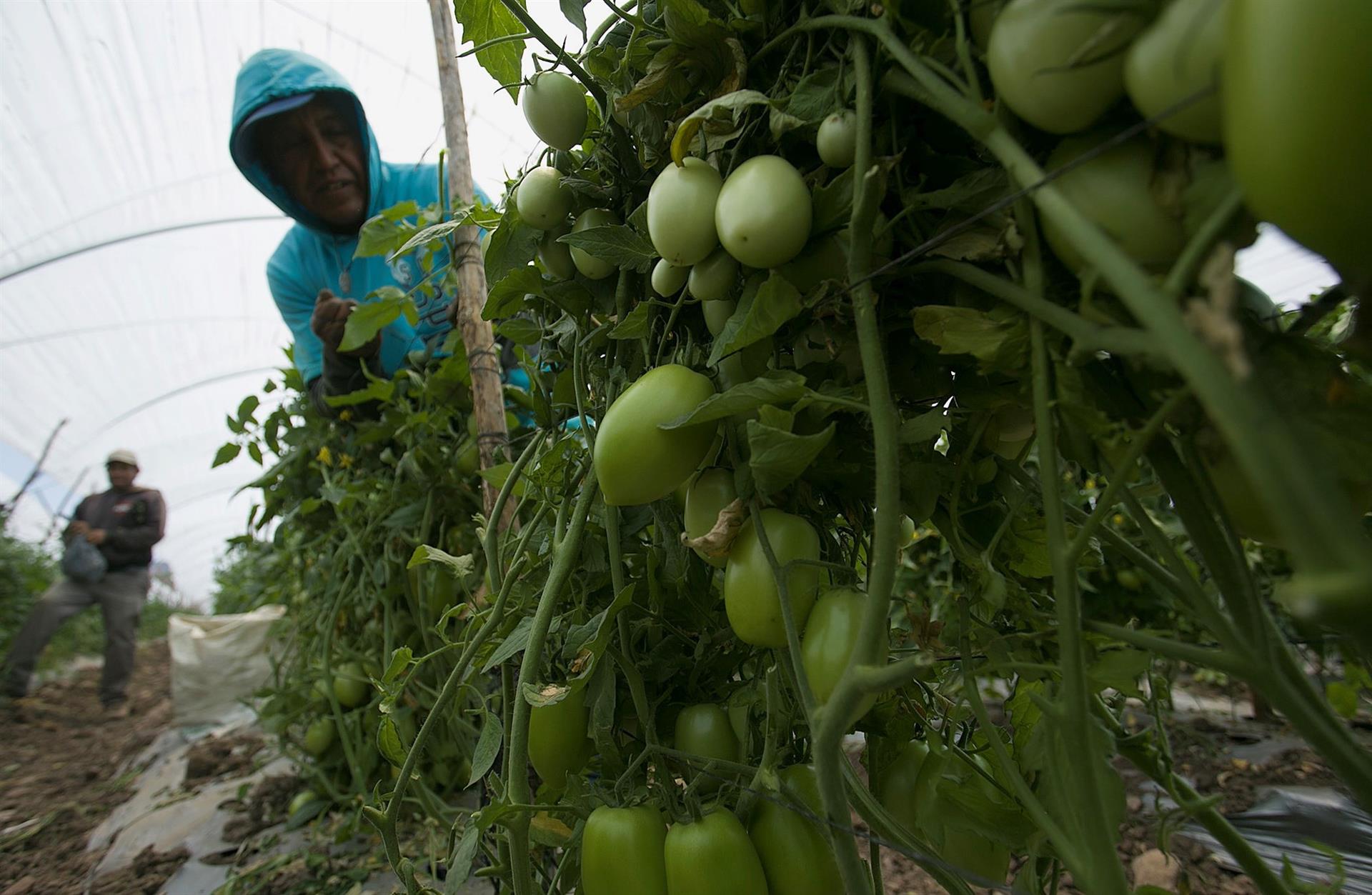 Campesinos dan mantenimiento a las plantas de Tomate en un campo del municipio de Tarimbaro, en el estado de Michoacán (México). Imagen de archivo. EFE/Luis Enrique Granados
