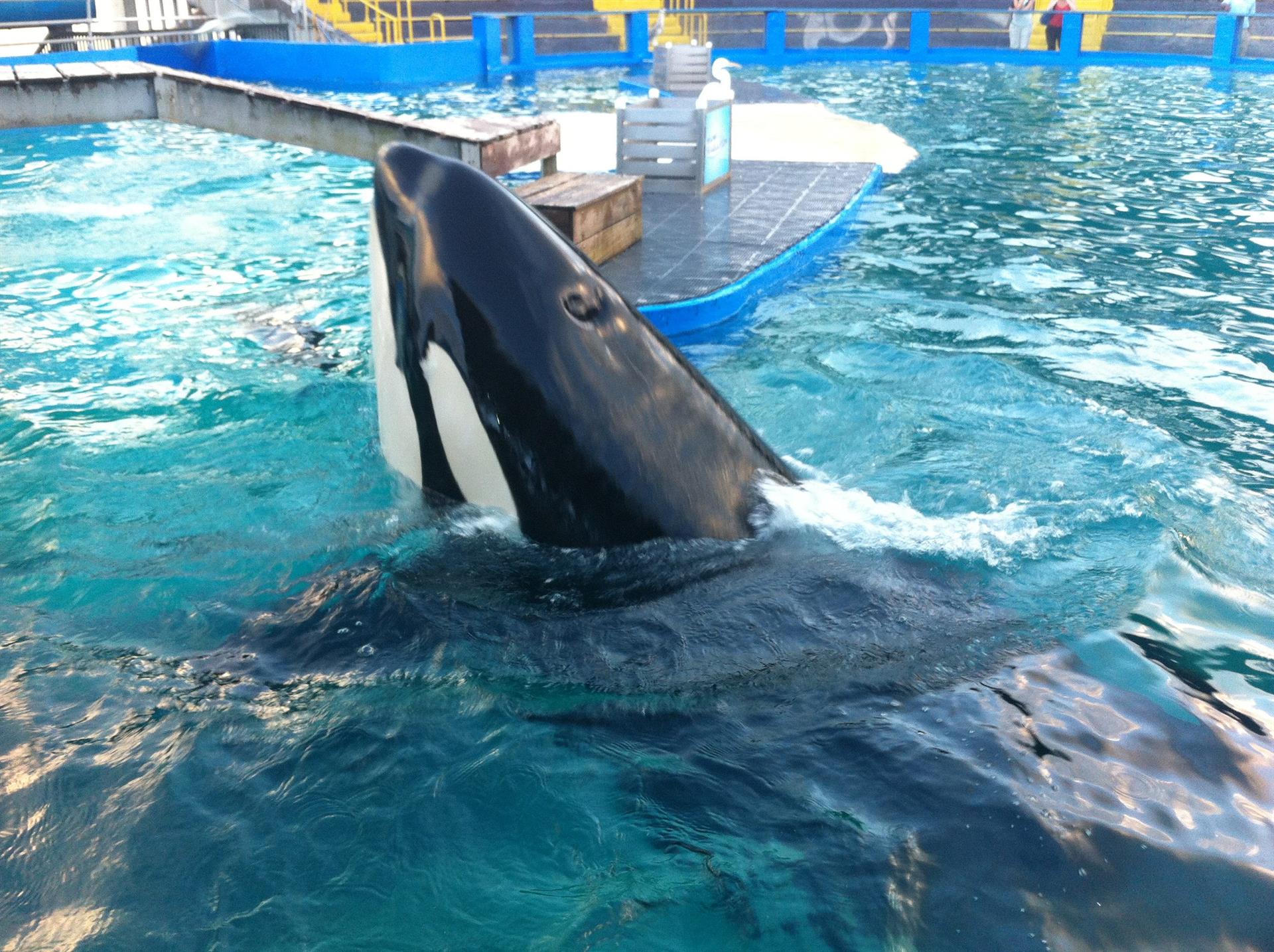 Imagen de archivo en la que se observa la orca Lolita en un acuario del Miami Seaquarium en Florida. EFE/MAR GONZALO

