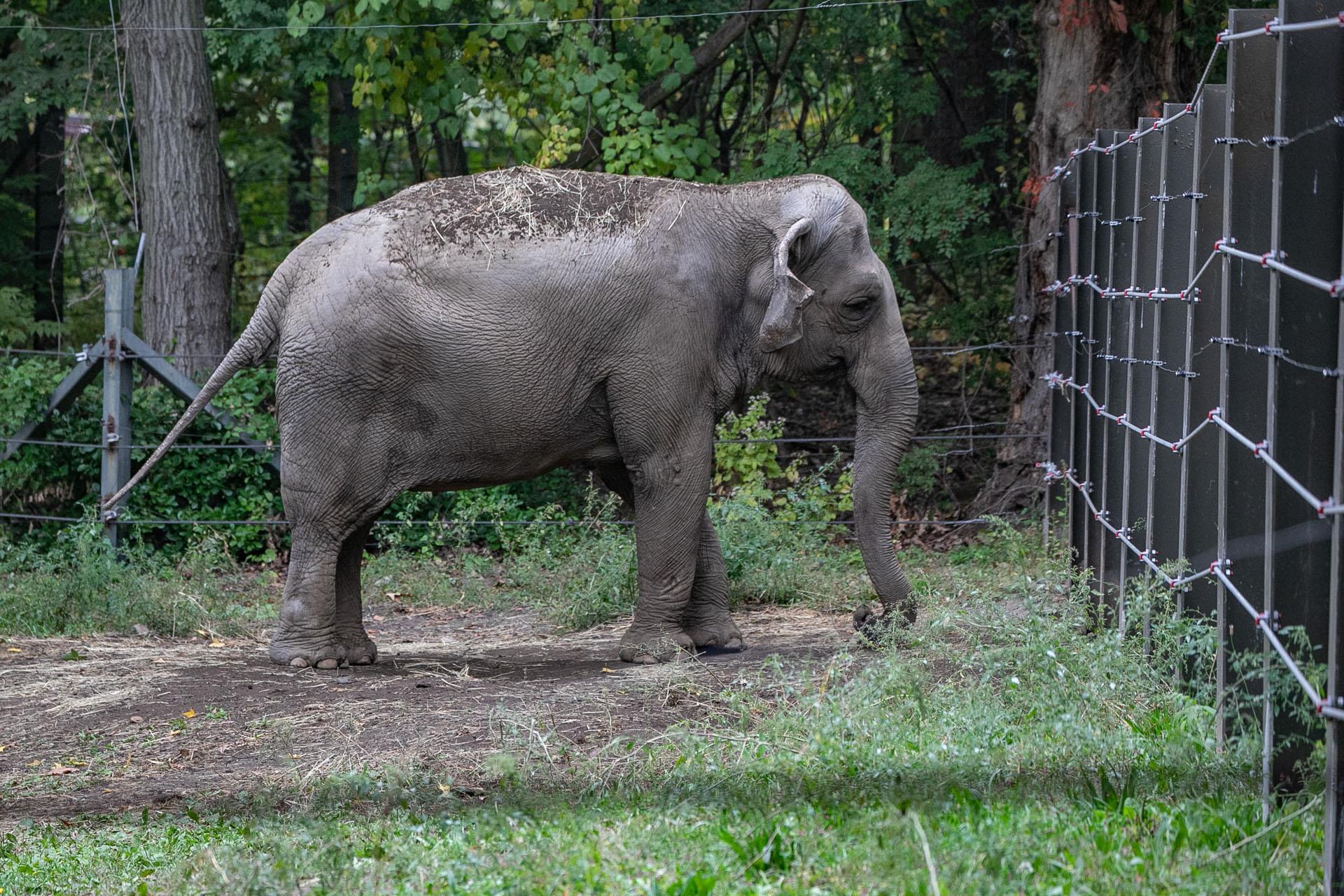 Fotografía divulgada por el grupo de defensa de los animales Nonhuman Rights Project donde aparece la elefanta asiática llamada 