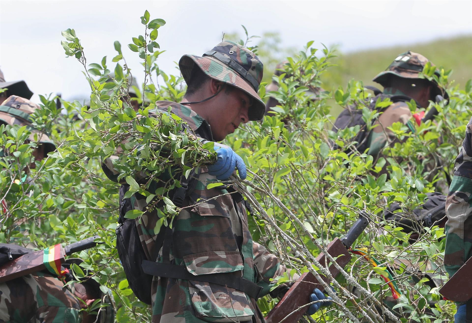 Imagen de archivo que muestra a efectivos de la Fuerza de Tarea Conjunta (FTC) durante la erradicación de coca ilegal en la localidad de Chimoré (Bolivia). EFE/Martin Alipaz
