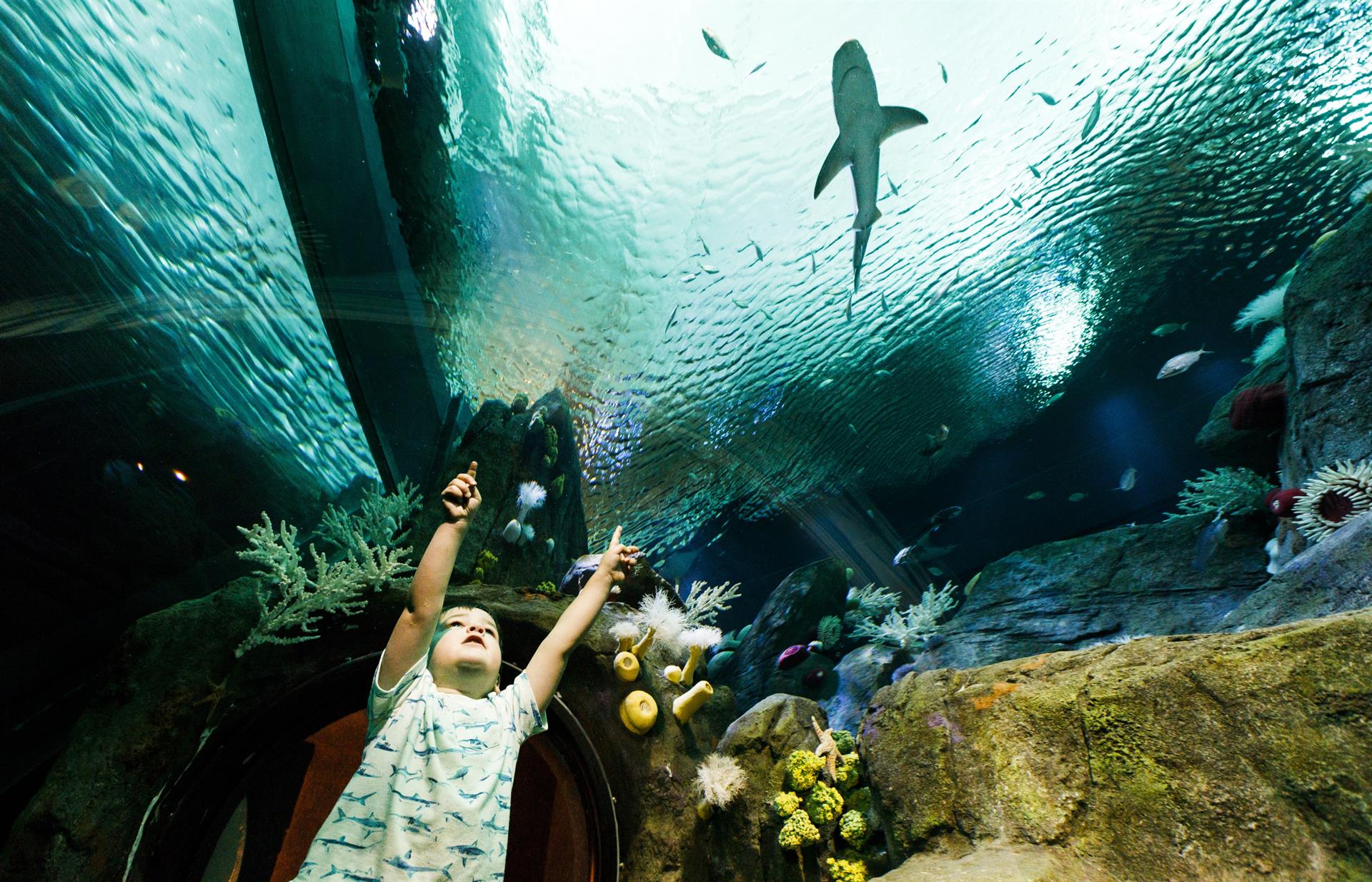 Fotografía de archivo de un niño que señala a un tiburón durante la exhibición 