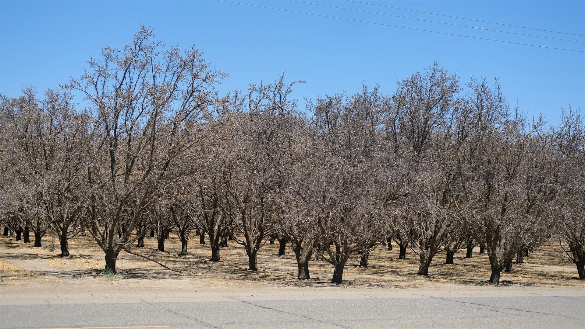Fotografía del 14 de julio de 2022 donde se aprecia unas de las plantaciones de almendros que no dieron frutos este año debido a la falta de suministro de agua en unas plantaciones, cerca de la localidad de Los Baños en el Valle central de California (EE.UU.). EFE/ Guillermo Azábal
