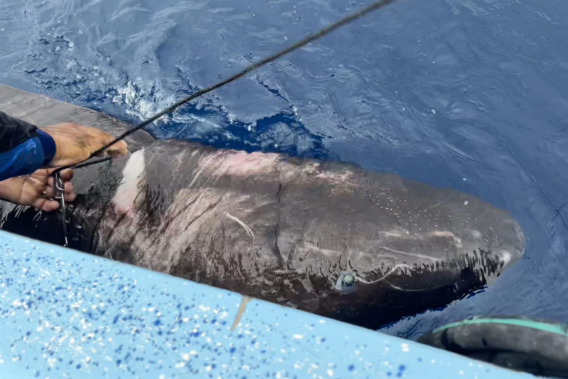 Fotografía cedida hoy por la Universidad Internacional de Florida (FIU) que muestra a un tiburón de Groenlandia (Somniosus microcephalus) en aguas territoriales de Belice. EFE/ FIU /SOLO USO EDITORIAL /SOLO DISPONIBLE PARA ILUSTRAR LA NOTICIA QUE ACOMPAÑA (CRÉDITO OBLIGATORIO) /MÁXIMA CALIDAD DISPONIBLE
