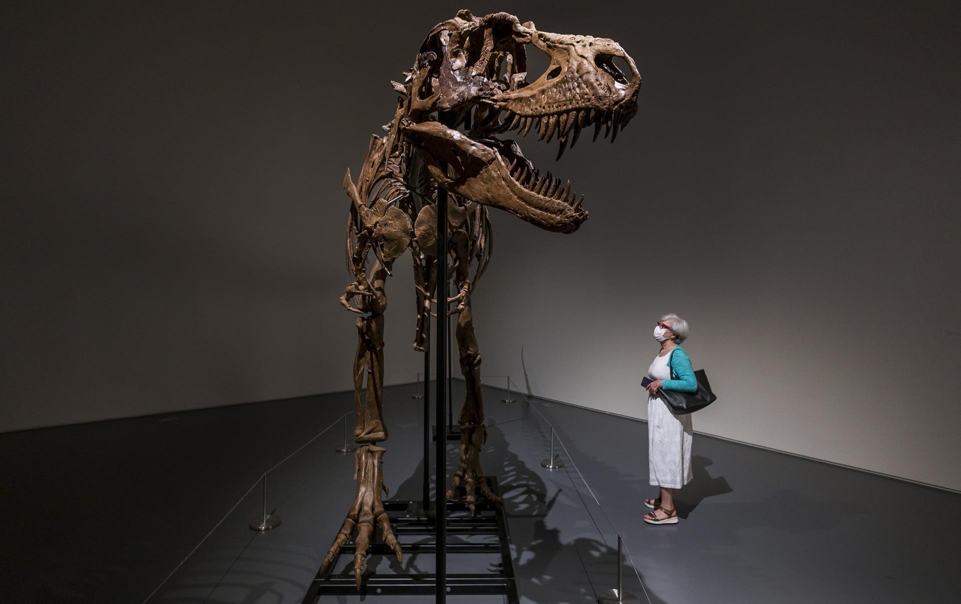 Una persona mira un esqueleto completo de un dinosaurio Gorgosaurus en exhibición en la casa de subastas Sotheby's como parte de una vista previa de una próxima subasta de Historia Natural en Nueva York, Nueva York, EE. UU., 05 de julio de 2022. EFE/JUSTIN LANE
