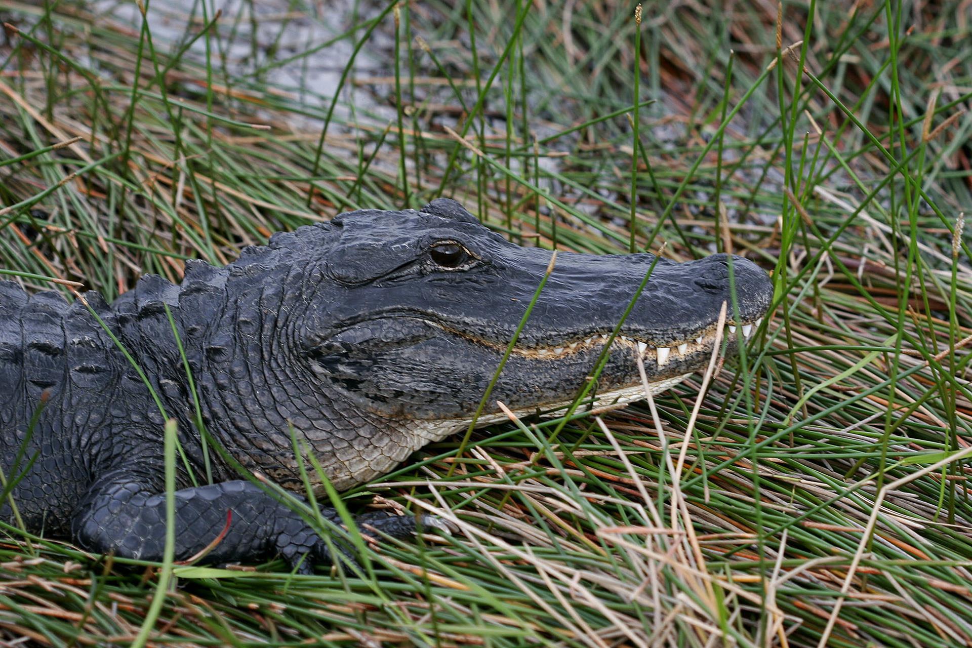 Fotografía de archivo del 30 de una especie de caimán tomando el sol en Florida, EEUU. EFE/ARCHIVO/John Riley

