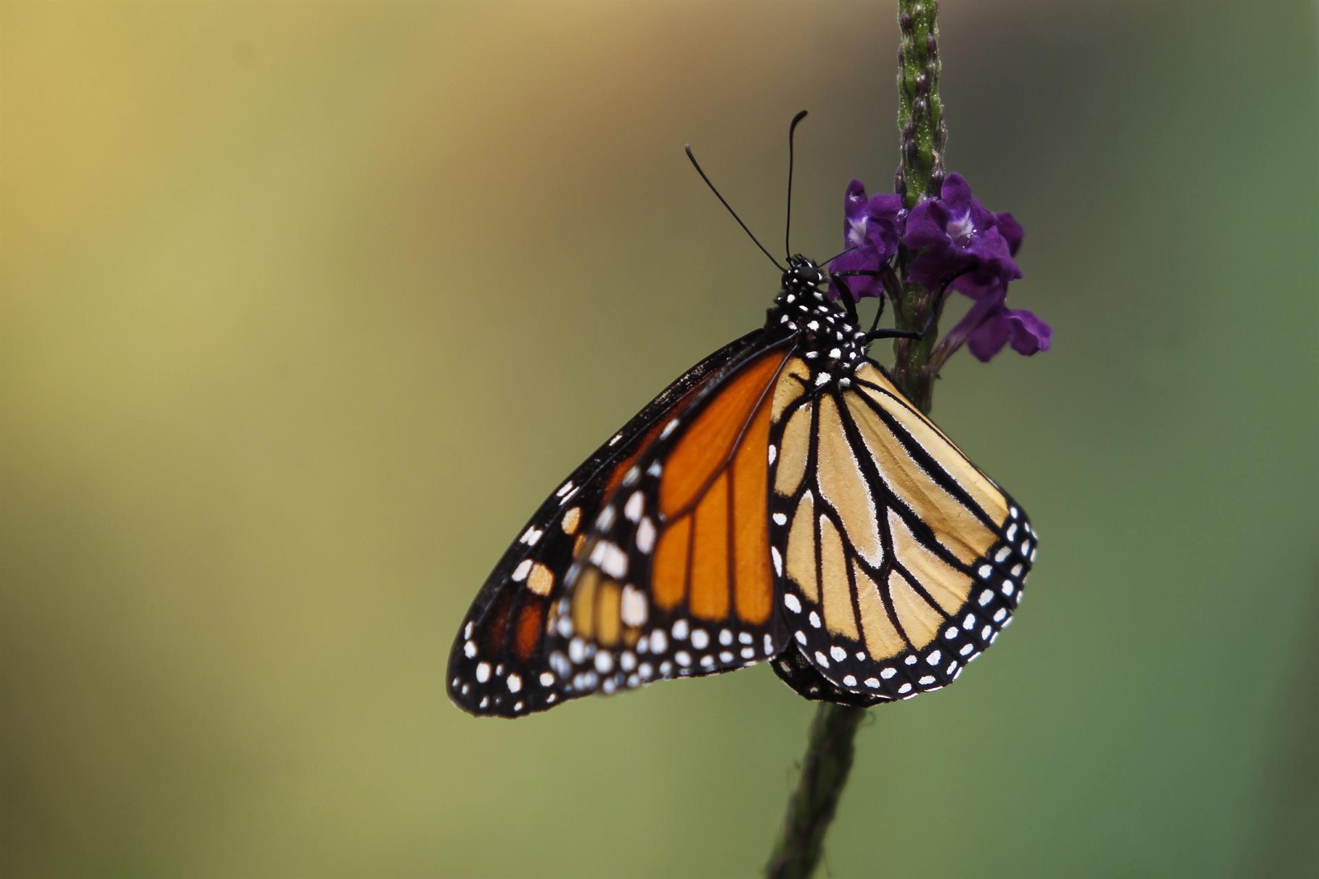 Imagen de archivo de una vista de una mariposa Monarca durante la inauguración del mes de las mariposas Monarca, en el Mariposario del Zoológico de Chapultepec en Ciudad de México (México). EFE/Sáshenka Gutiérrez

