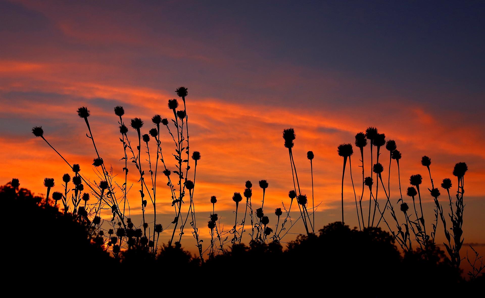 Imagen de la flora silvestre en contraste con la luz del cielo al amanecer en Commerce, Texas, Estados Unidos, imagen de archivo. EFE/ Larry W. Smith
