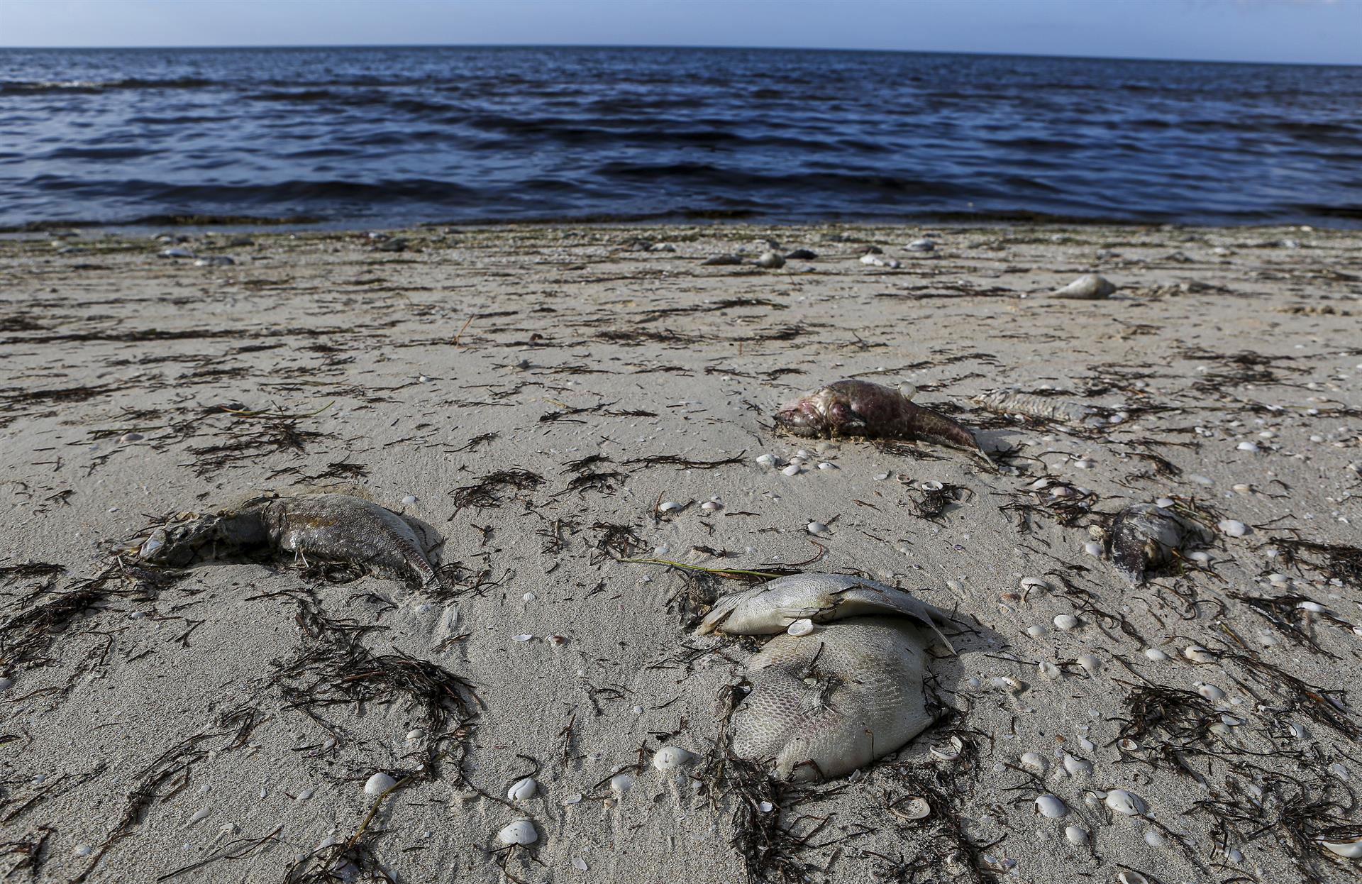 Fotografía que muestra a peces muertos de gran variedad, el 9 de agosto de 2022, en las playas de Telchac Puerto, estado de Yucatán (México). EFE/ Lorenzo Hernández
