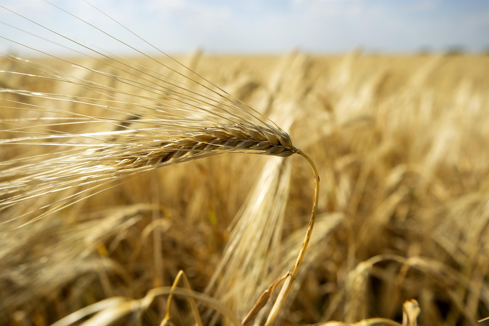 Vista de los inmensos campos de trigo, que crecen junto a todas las carreteras de Ucrania. Imagen de archivo. EFE/Orlando Barría

