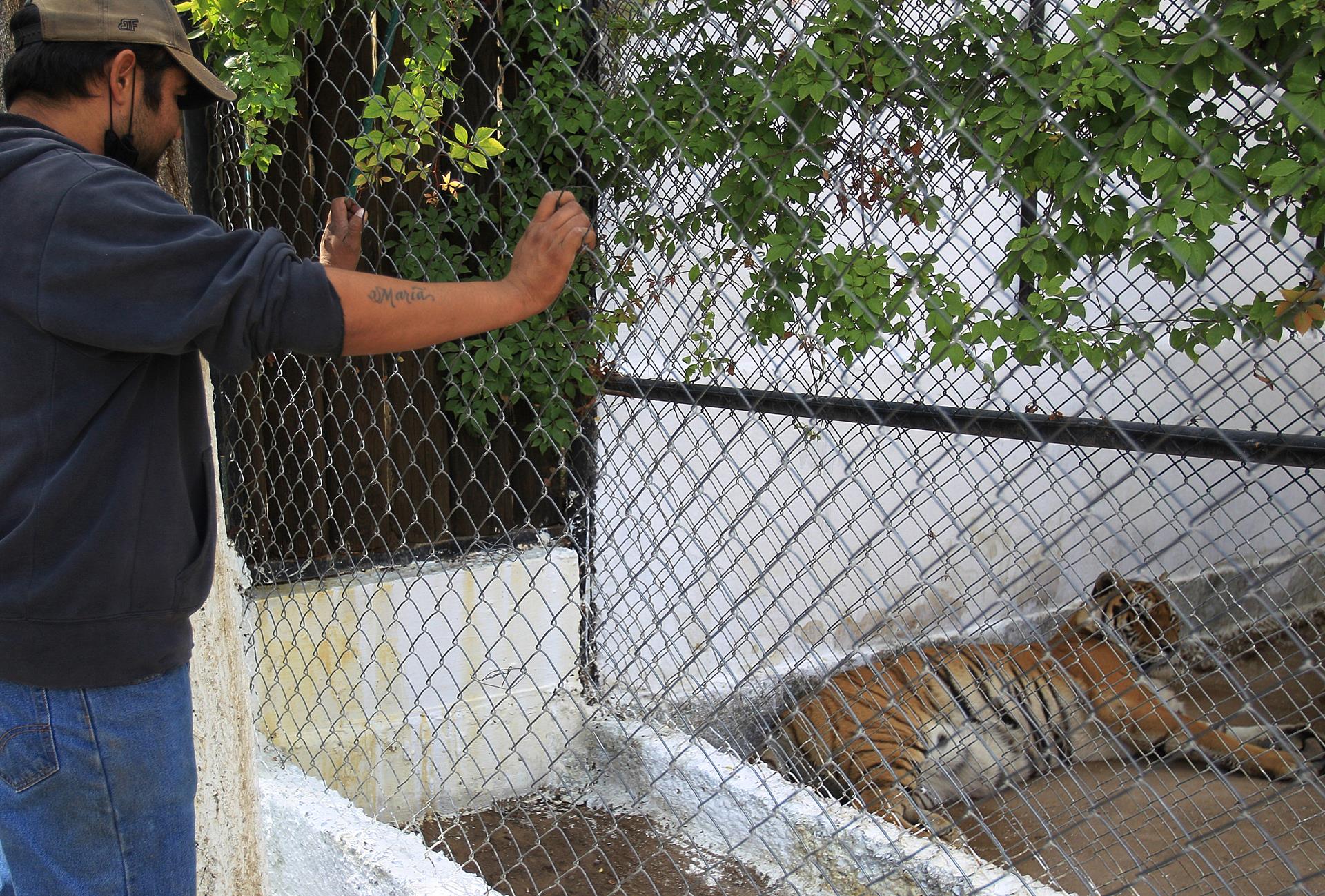 Un tigre de Bengala descansa hoy en un Zoológico de la fronteriza Ciudad Juárez, Chihuahua (México).  EFE/ Luis Torres
