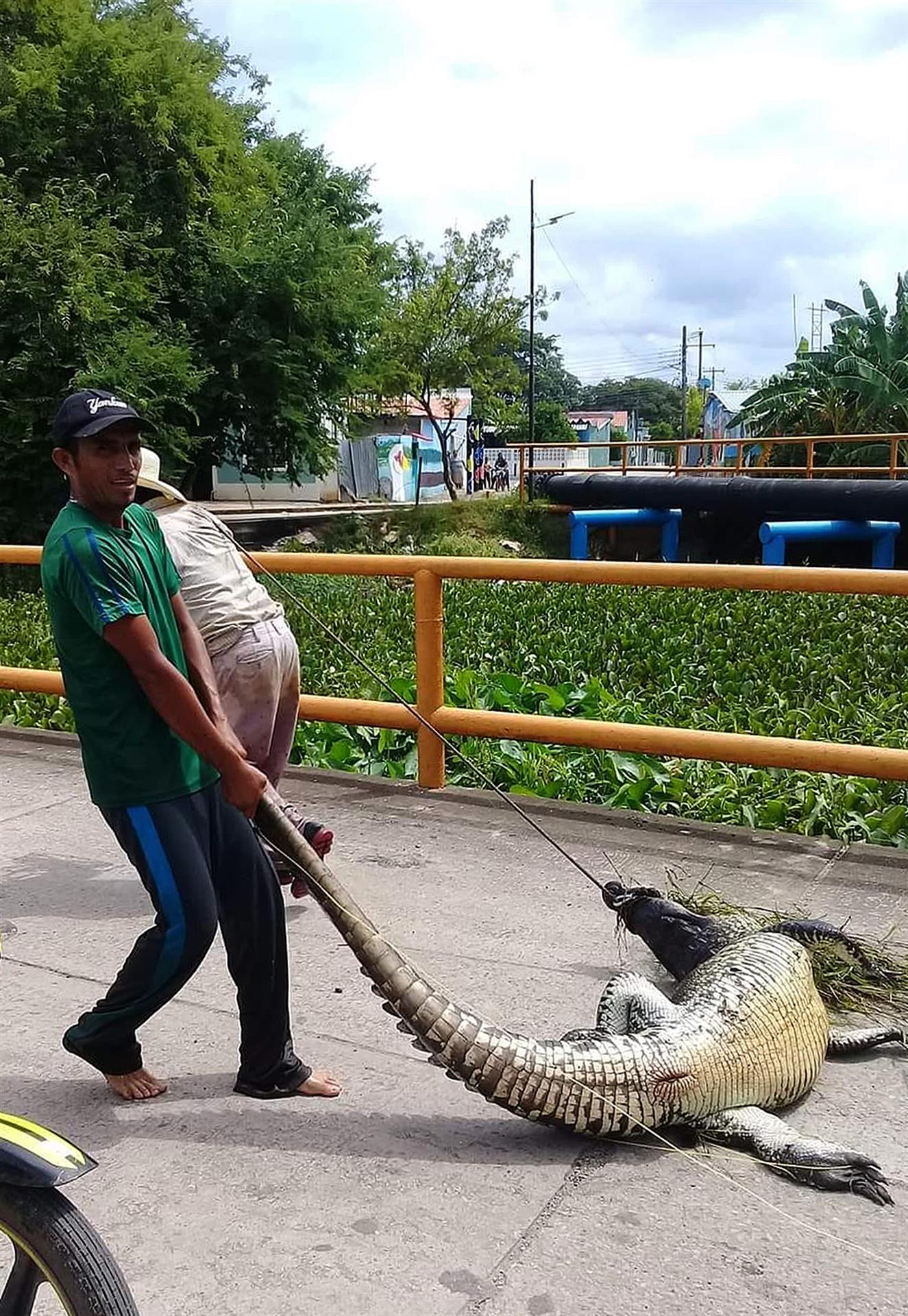 Salvan a lagarto de ser cocinado por habitantes del pueblo de López Obrador  - Hola News