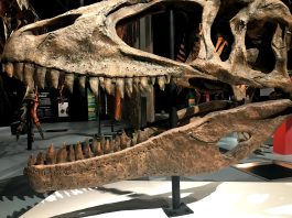 Una réplica de un cráneo gigantesco correspondiente al Carchorodontosaurus, un dinosaurio africano descubierto en 1996 por el paleontólogo Paul Sereno, es mostrado hoy la exposición "The Ultimate Dinosaurs: Meet a New Breed of Beast" en el Museo de Ciencias Phillip y Patricia Frost en Miami, Florida (EE. UU). EFE/Ana Mengotti

