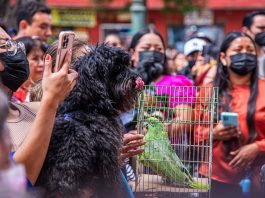 Personas llevan a sus mascotas a bendecir en el marco de los festejos de San Francisco de Asís, hoy, en el municipio de San Cristobal de las Casas, estado de Chiapas (México). EFE/Carlos López
