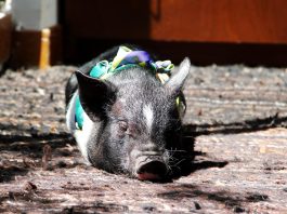 EEUU devuelve a México a cerdito de mascota por razones sanitarias EFE/Juan David Mosos