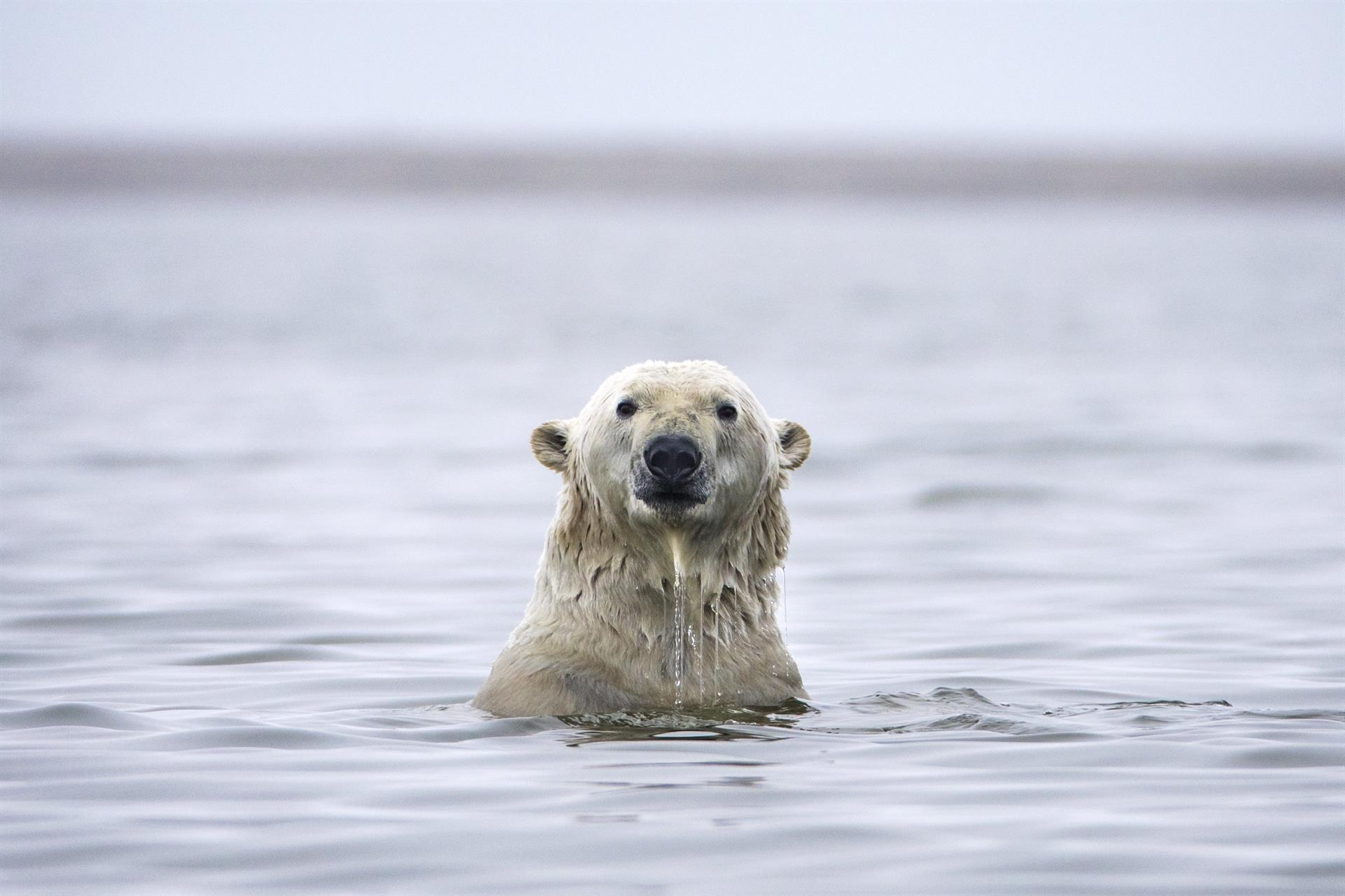 Fotografía de archivo que muestra a un oso polar mientras nada entre la barrera de una isla en el Refugio Nacional de Fauna Salvaje del Ártico, el más extenso de Estados Unidos, a las afueras de Kaktovik, Alaska (Estados Unidos). EFE/Jim Lo Scalzo
