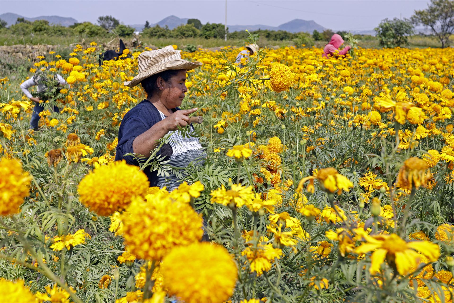 Flores de cempasúchil listas para atraer a las almas al centro de México -  Hola News