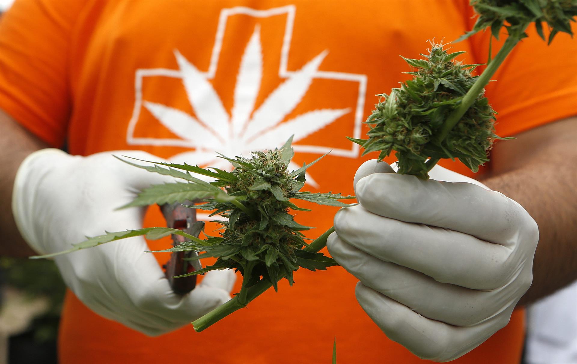 Según datos suministrados por SPLC, una ONG que defiende los derechos civiles a nivel nacional, Florida arrestó a 20.765 personas y condenó a otras 4.202 en 2021 por posesión de marihuana, un aumento del 13 % y 29 %, respectivamente, con respecto a 2020. Imagen de archivo. EFE/FELIPE TRUEBA

