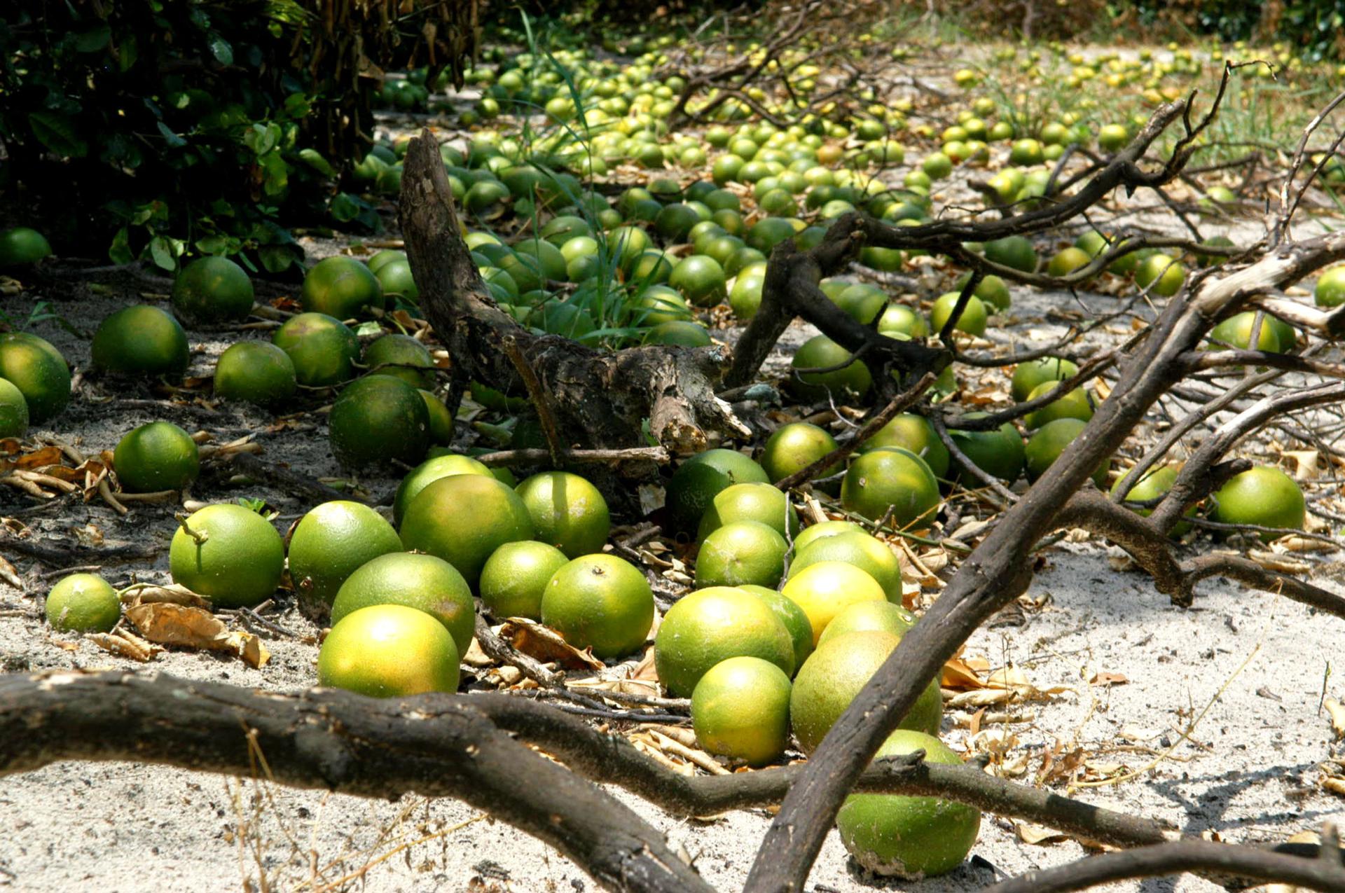 La cosecha de naranjas en Florida esta temporada descenderá un 29 %, entre otras razones por el impacto que ha producido en este sureño estado de EEUU el paso de los huracanes Ian y Nicole. Imagen de archivo. EFE/Gerardo Mora
