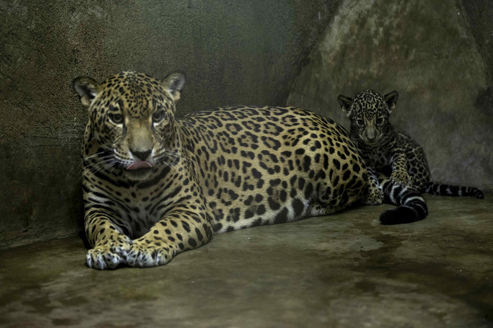 Fotografía de archivo de una jaguar junto a una de sus dos crías. EFE/ Jorge Torres
