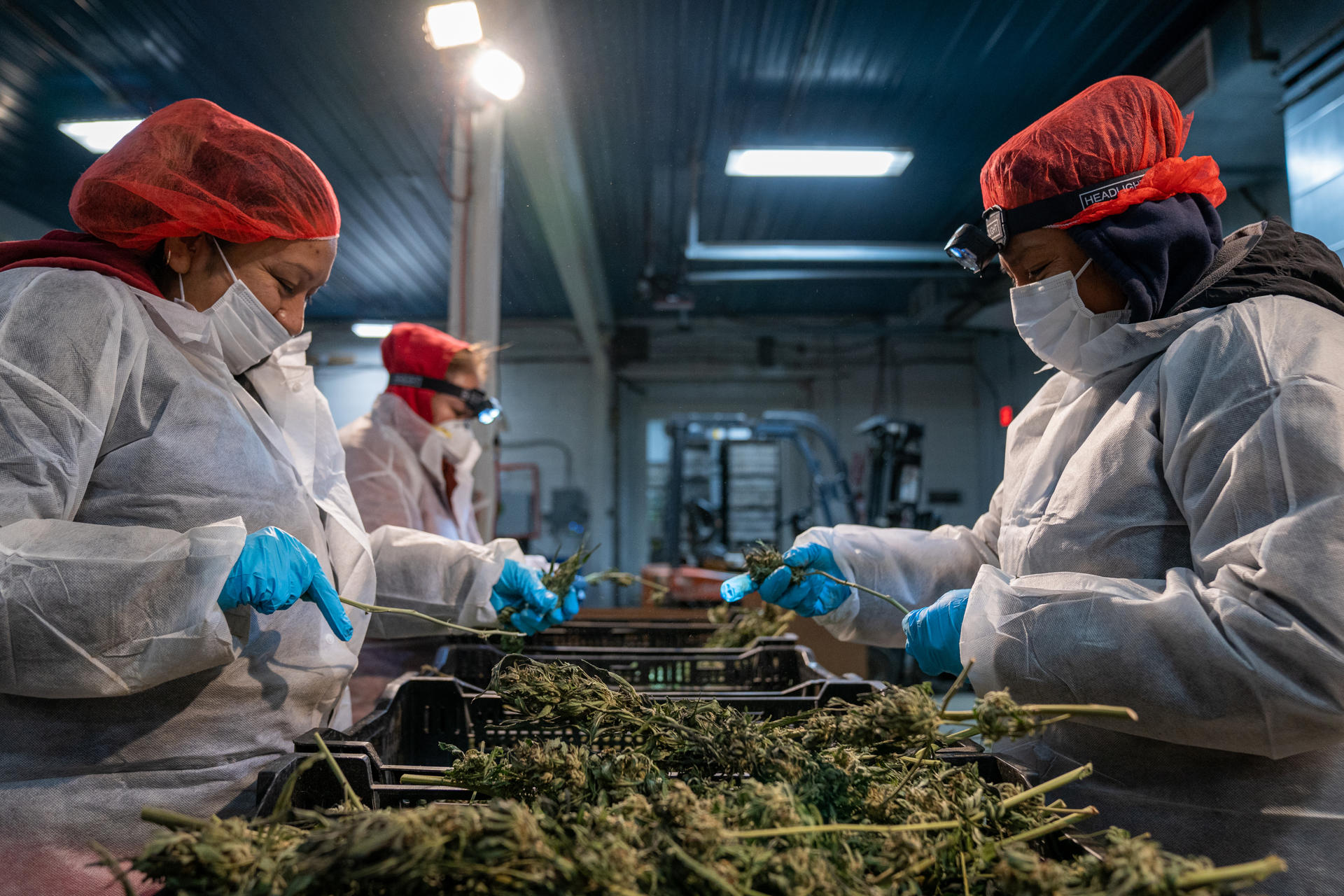 Un grupo de trabajadoras de la compañía Hepworth Ag fueron registradas este viernes, 2 de diciembre, al limpiar y seleccionar matas de marihuana, en la planta de procesamiento de la granja Pura Hepworth, en Milton ( Nueva York, EE.UU.). EFE/Ángel Colmenares
