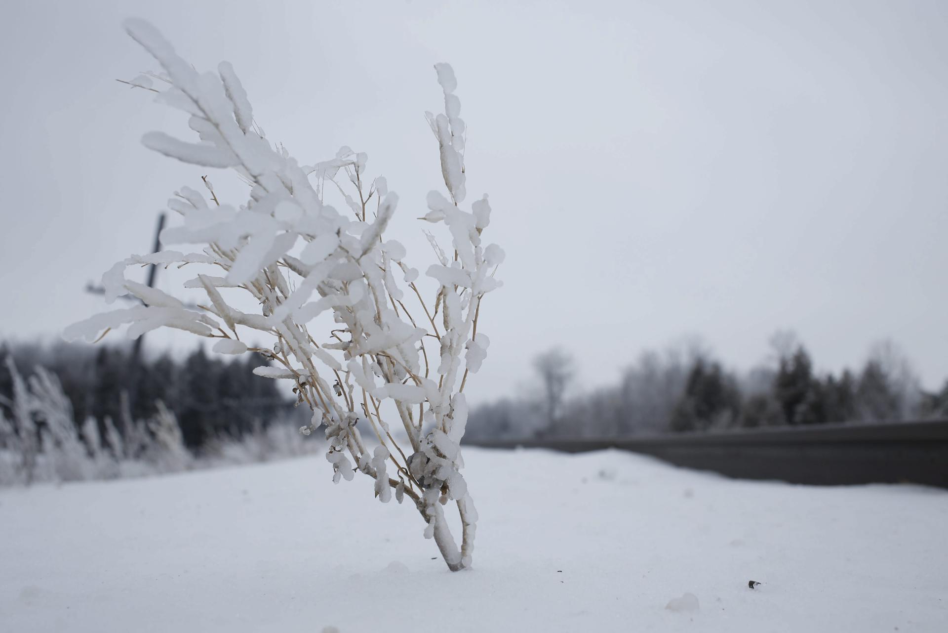 Imagen de un arbusto cubierto de hielo en un terreno situado a las afueras de Merrickville, al este de Ontario (Canadá). Imagen de archivo. EFE/Stephen Morrison

