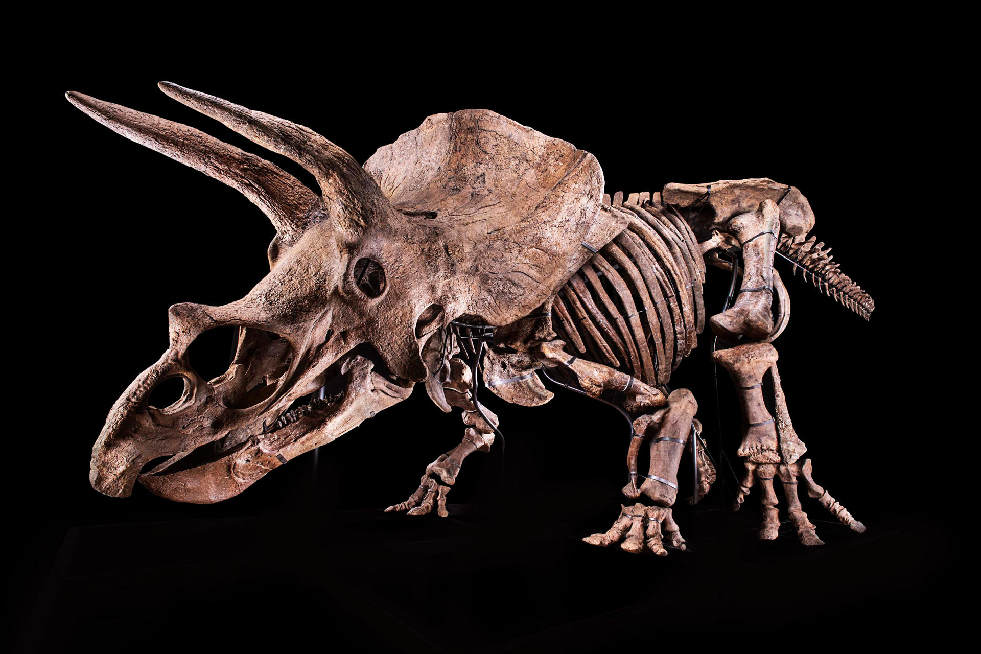 Fotografía cedida por el Glazer Children's Museum donde se muestra un esqueleto de un ejemplar de Triceratops, apodado 
