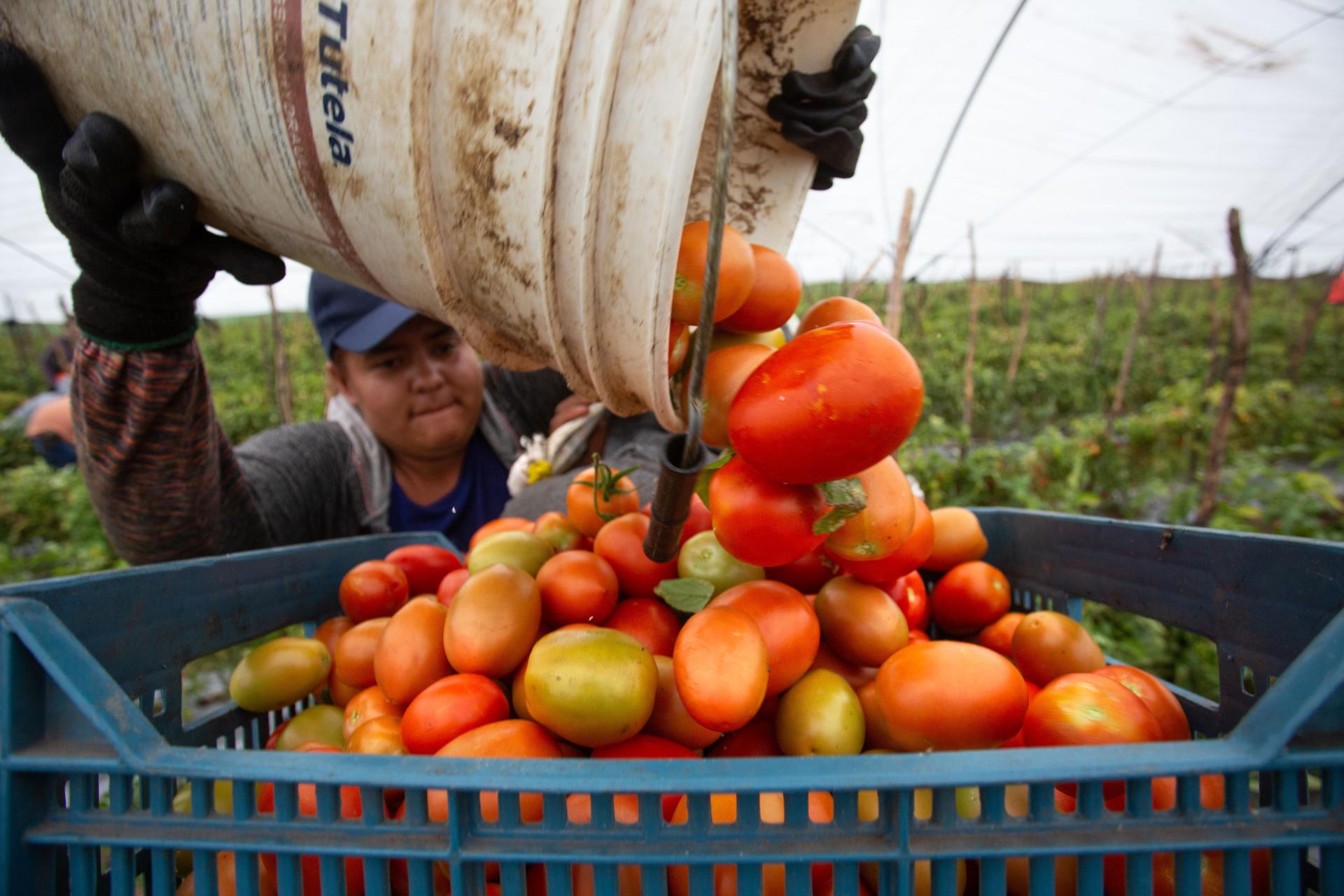 Fotografía de archivo de un agricultor mexicano que trabaja en la cosecha de Jitomate (Tomate) en una zona agrícola de Morelia, en el estado de Michoacán (México). EFE/ Luis Enrique Granados
