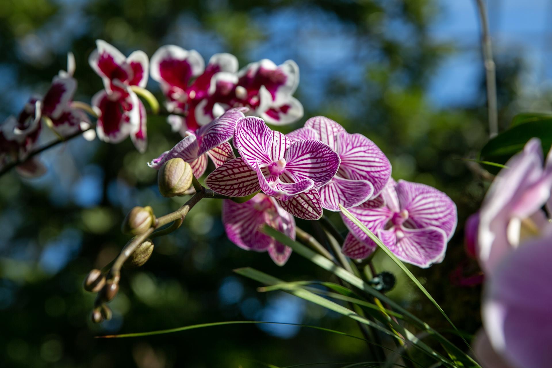 Miles de orquídeas recrean los paisajes tradicionales chinos en Nueva York  - Hola News