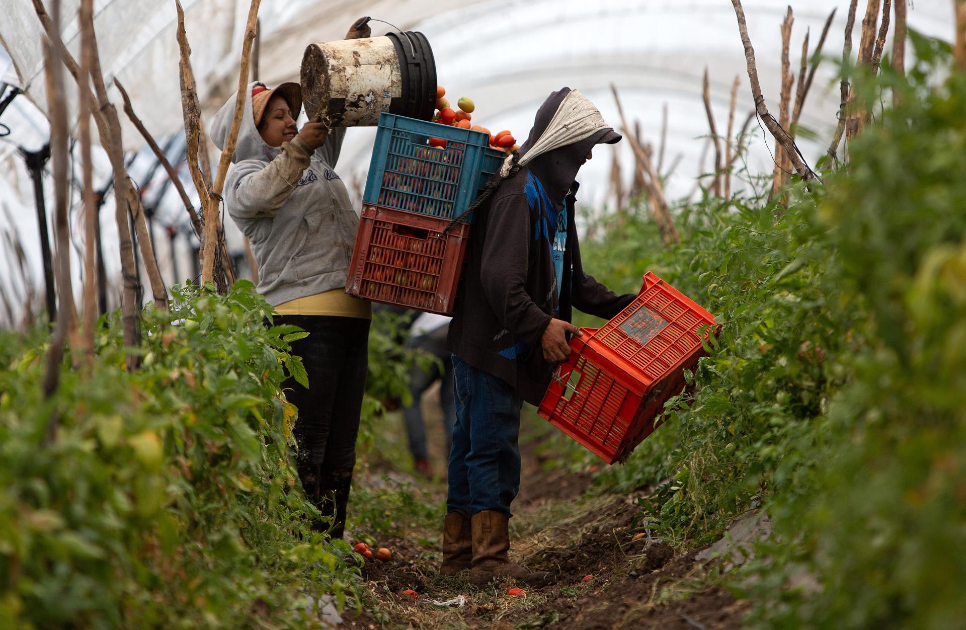 Fotografía de archivo donde se observa a campesinos trabajando en una cosecha de tomate en el municipio de Tarimbaro, estado de Michoacán (México). EFE/Luis Enrique Granados
