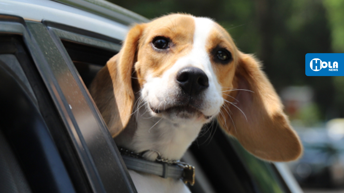 Impedirían que perros saquen cabeza en ventanas de vehículos - Hola News