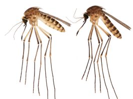 Fotografía cedida sin fecha por la Facultad de Ciencia Agrícolas y de la Vida (IFAS) de la Universidad de Florida (UF) donde aparecen unos mosquitos Culex lactator recolectados por el biólogo Lawrence Reeves, en el sur de Florida (EEUU). EFE/UF IFAS /SOLO USO EDITORIAL/NO VENTAS/SOLO DISPONIBLE PARA ILUSTRAR LA NOTICIA QUE ACOMPAÑA/CRÉDITO OBLIGATORIO
