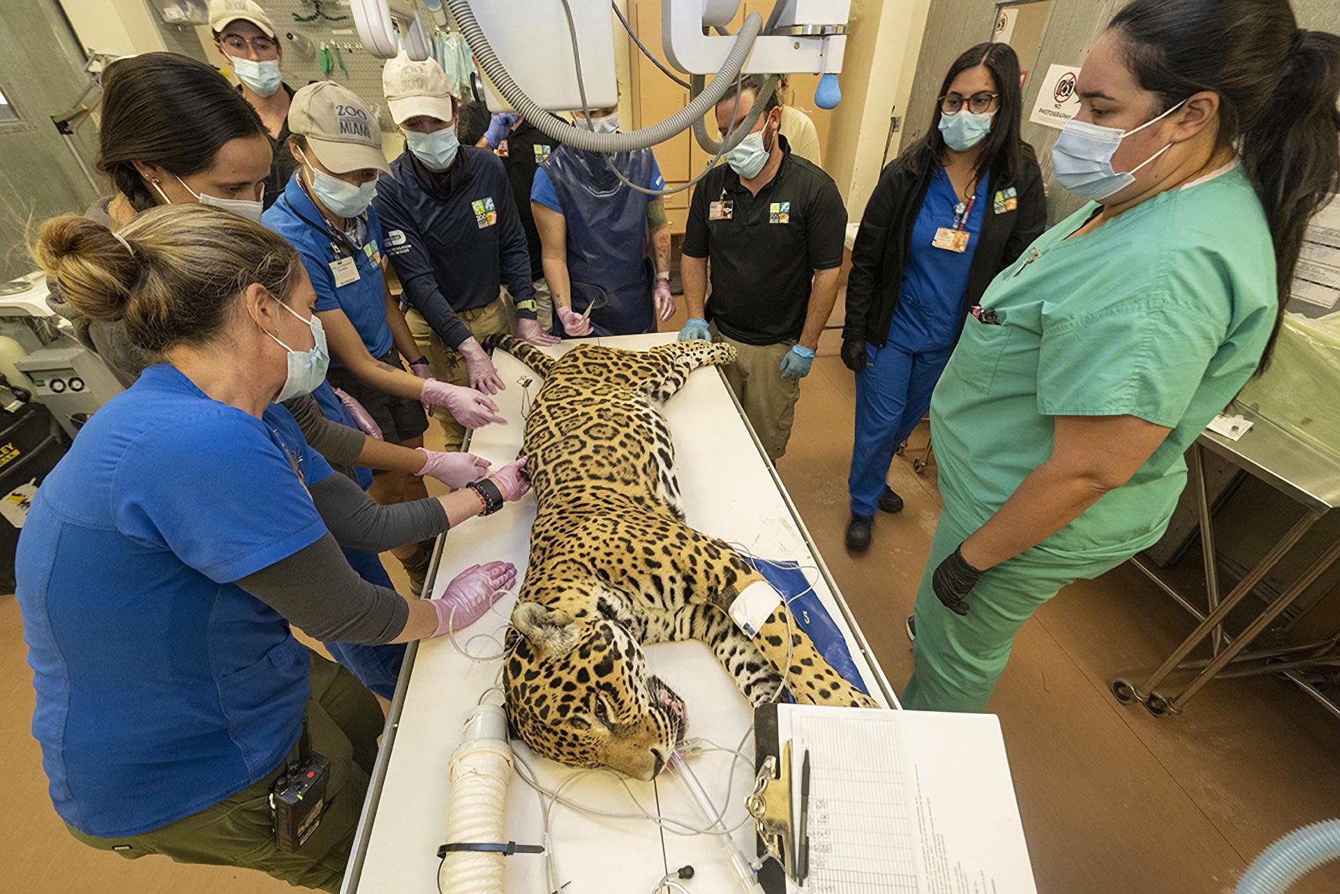 Fotografía cedida por el zoológico de Miami donde aparecen unos especialistas mientras someten a un jaguar, de 18 años, a una revisión médica el 20 de marzo en la clínica de animales en Miami, Florida (EE. UU). EFE/Ron Magill/Zoo Miami /SOLO USO EDITORIAL/NO VENTAS/SOLO DISPONIBLE PARA ILUSTRAR LA NOTICIA QUE ACOMPAÑA/CRÉDITO OBLIGATORIO
