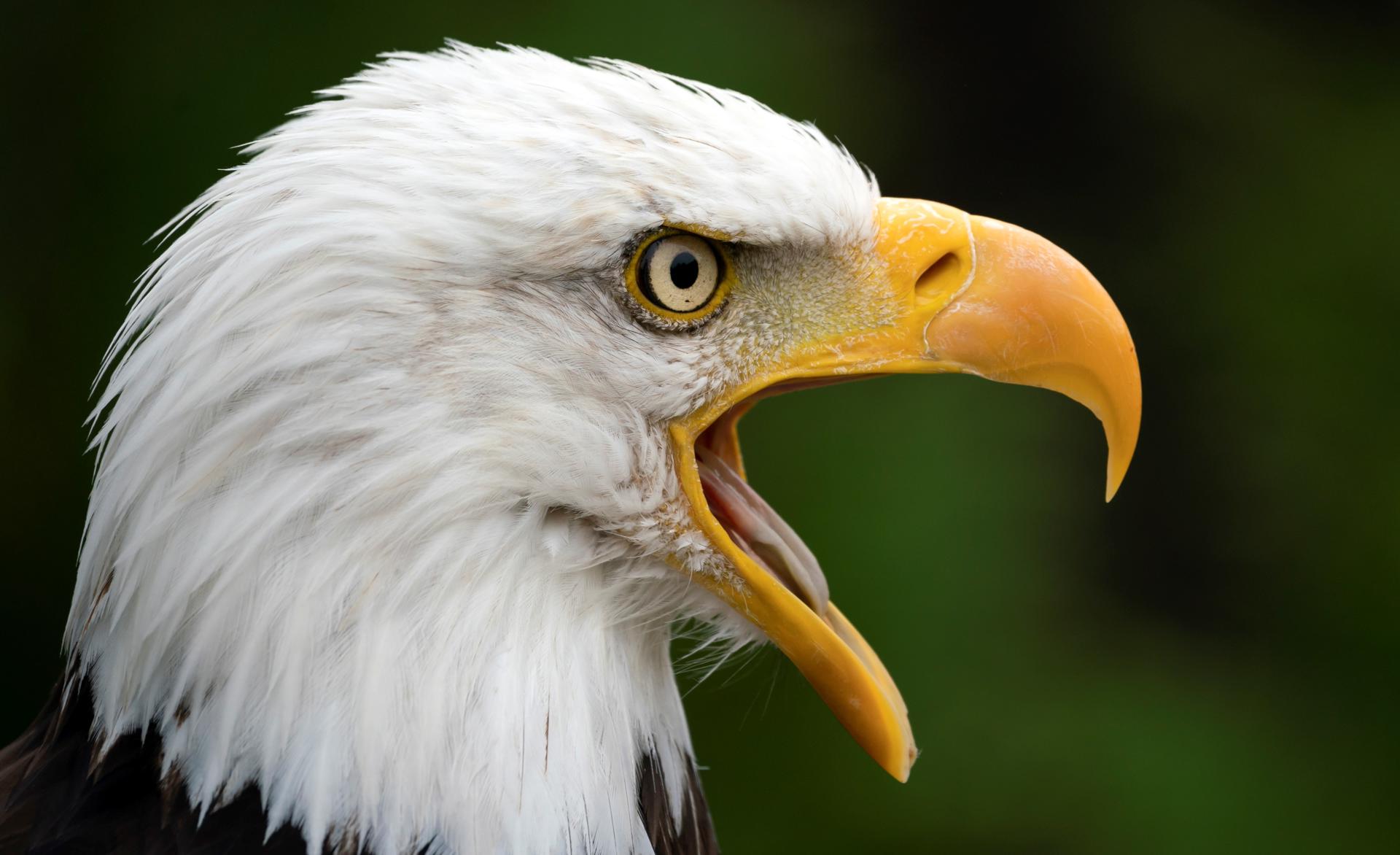 Investigan a dos hondureños acusados de matar icónica águila para  alimentarse - Hola News