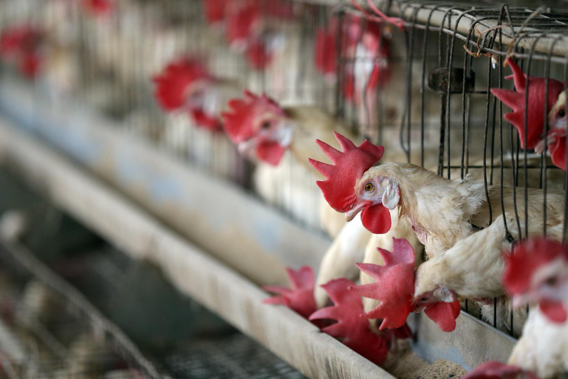 La gripe aviar es mortal para las aves. Como hasta el presente, no se ha identificado cura para combatir esta enfermedad, se deben sacrificar los animales contagiados. Imagen de archivo. EFE/EPA/RAMINDER PAL SINGH
