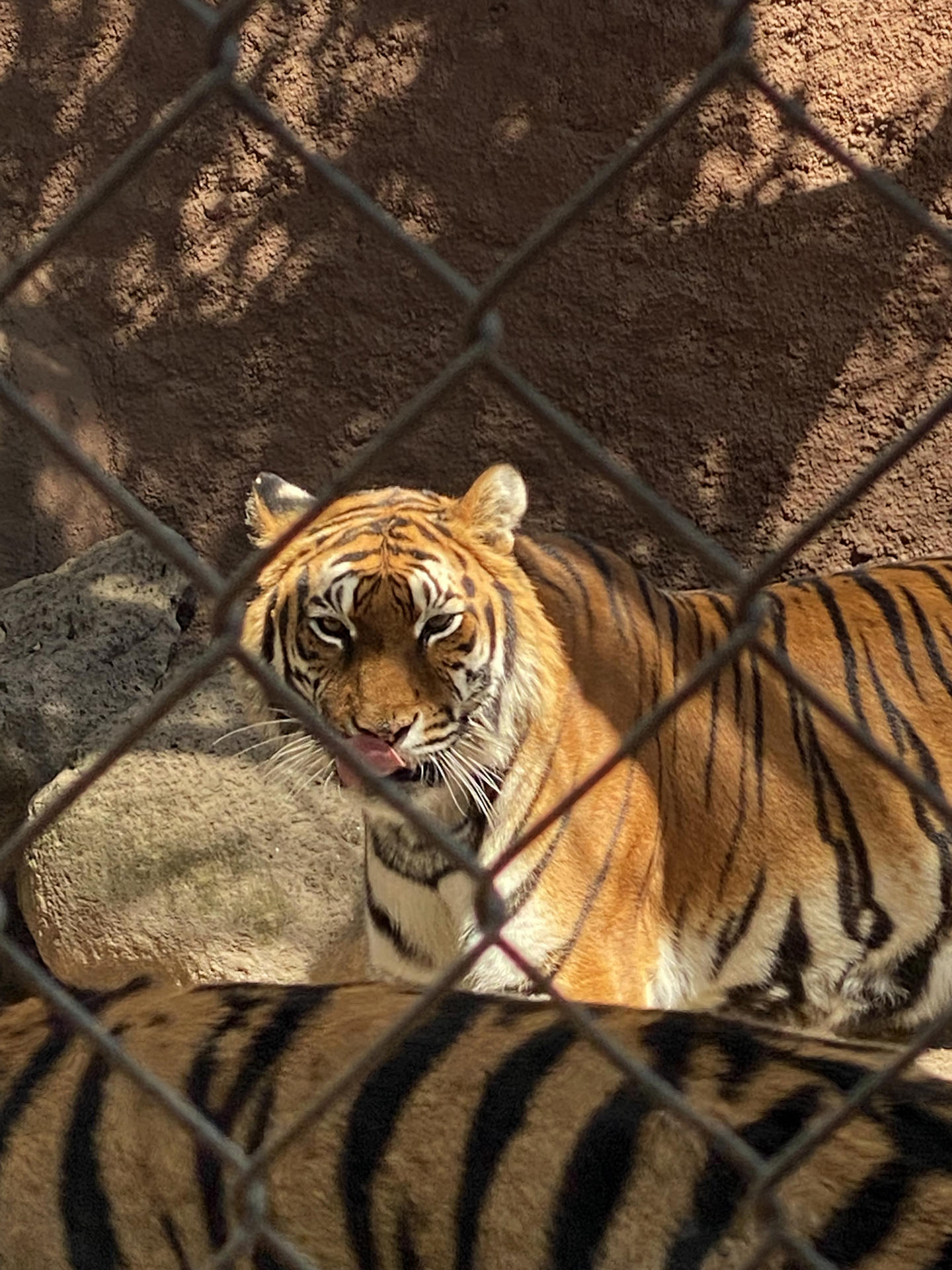 Fotografía de un tigre en un zoológico, el 3 de marzo de 2023, en Morelia (México). EFE/ Alex Cruz
