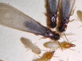 Las termitas subterráneas asiáticas se expanden al oeste de Florida Fotografía cedida por la Universidad de Florida (UF) donde se muestran unas termitas subterráneas asiáticas, una especie tropical no nativa de Estados Unidos, que fue detectada por primera vez en Tampa, una de las principales ciudades de la costa oeste de Florida, fuera del área donde se habían encontrado anteriormente. EFE/University of Florida /SOLO USO EDITORIAL/NO VENTAS/SOLO DISPONIBLE PARA ILUSTRAR LA NOTICIA QUE ACOMPAÑA/CRÉDITO OBLIGATORIO/MÁXIMA CALIDAD DISPONIBLE