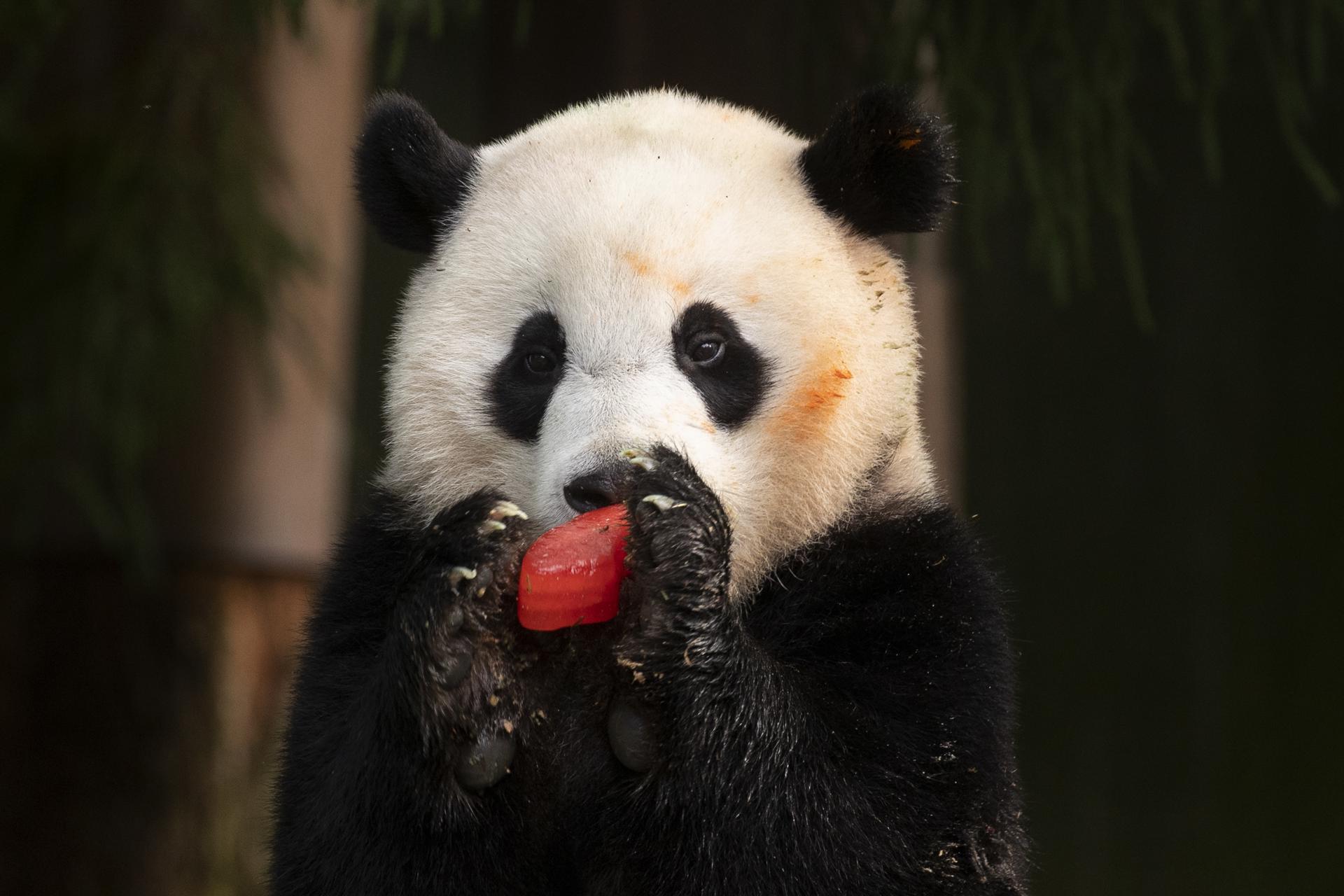 El último cumpleaños de Xiao Qi Ji en EE.UU.: ¿El fin de la diplomacia panda?  - Hola News