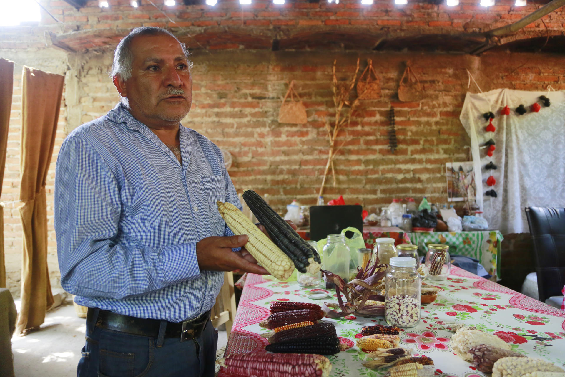 El agroecólogo Ezequiel Cárdenas posa con unas muestras de maíz durante una entrevista con EFE, el 26 de septiembre de 2023, en la localidad de San Juan Evangelista, municipio de Tlajomulco (México). EFE/Francisco Guasco
