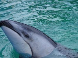 Fotografía divulgada por el Miami Seaquarium donde se muestra Li'i, un delfín de 200 libras de peso (90,7 kilos), que llevaba viviendo 37 años en este acuario y nadaba en el estanque de la fallecida orca Lolita, y que fue trasladado a un hábitat "mejor" en Texas, donde convivirá "con otros compañeros de su especie", según informó este lunes el acuario de Florida (EE.UU.). EFE/Miami Seaquarium /SOLO USO EDITORIAL /NO VENTAS /SOLO DISPONIBLE PARA ILUSTRAR LA NOTICIA QUE ACOMPAÑA /CRÉDITO OBLIGATORIO
