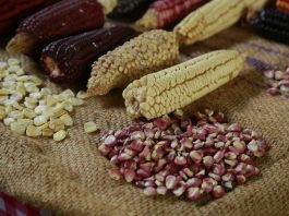 Detalle de diferentes especies de maíz en La Casa del Maíz, el 16 de septiembre de 2023 en la localidad de San Juan Evangelista, municipio de Tlajomulco, Jalisco (México). EFE/ Francisco Guasco
