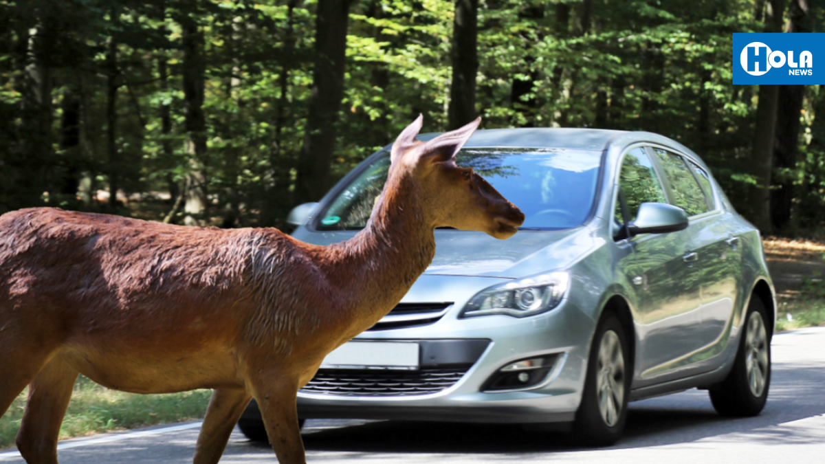 Previenen la colisión entre venados y vehículos