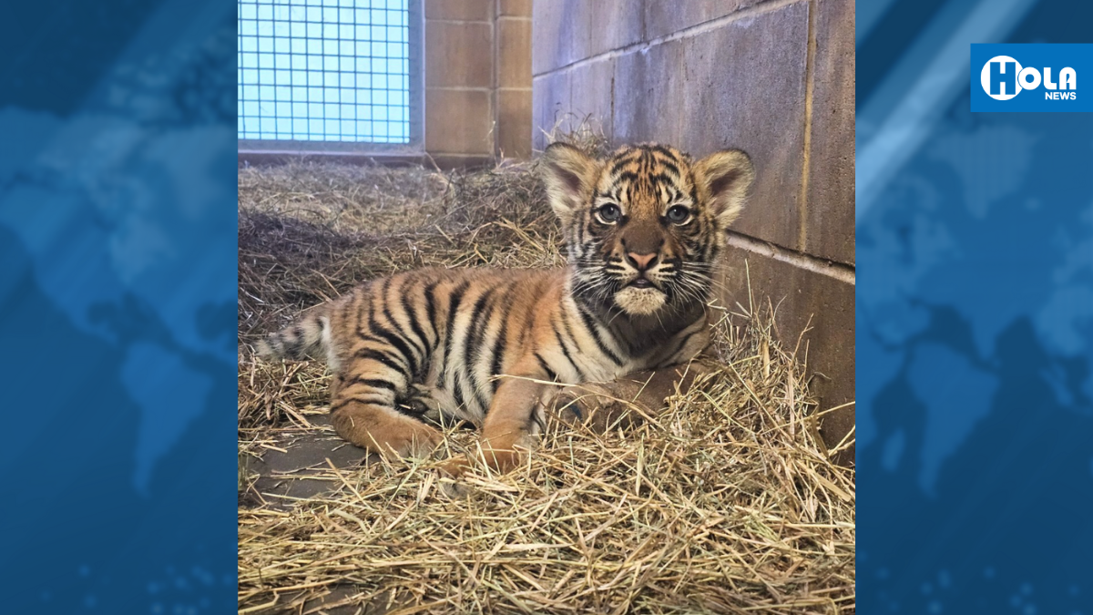 Zoológico busca nombre para cachorra de tigre