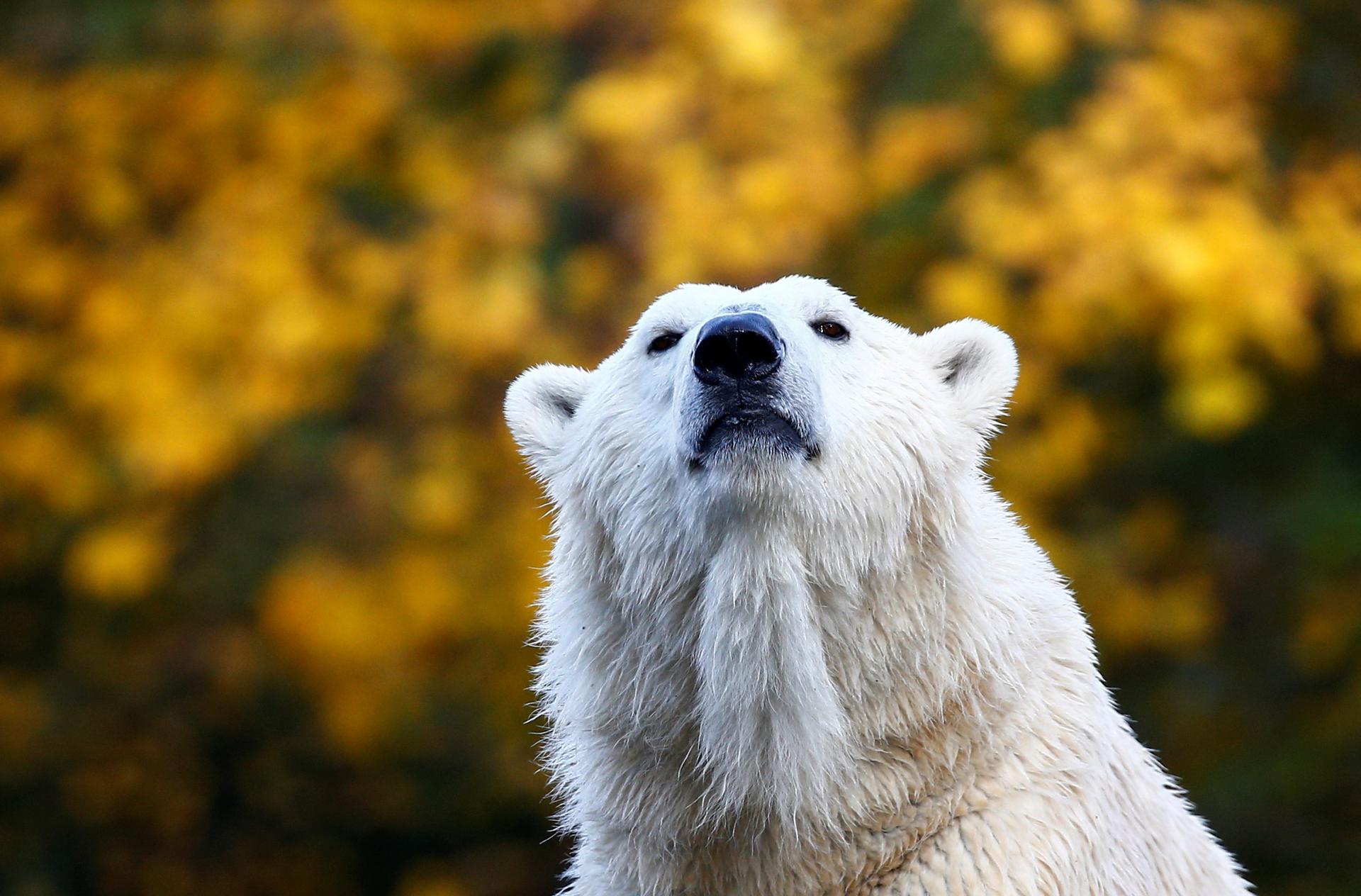 Registran en Alaska el primer caso mundial de un oso polar muerto por la gripe aviar Archivo. EFE/EPA/FELIPE TRUEBA